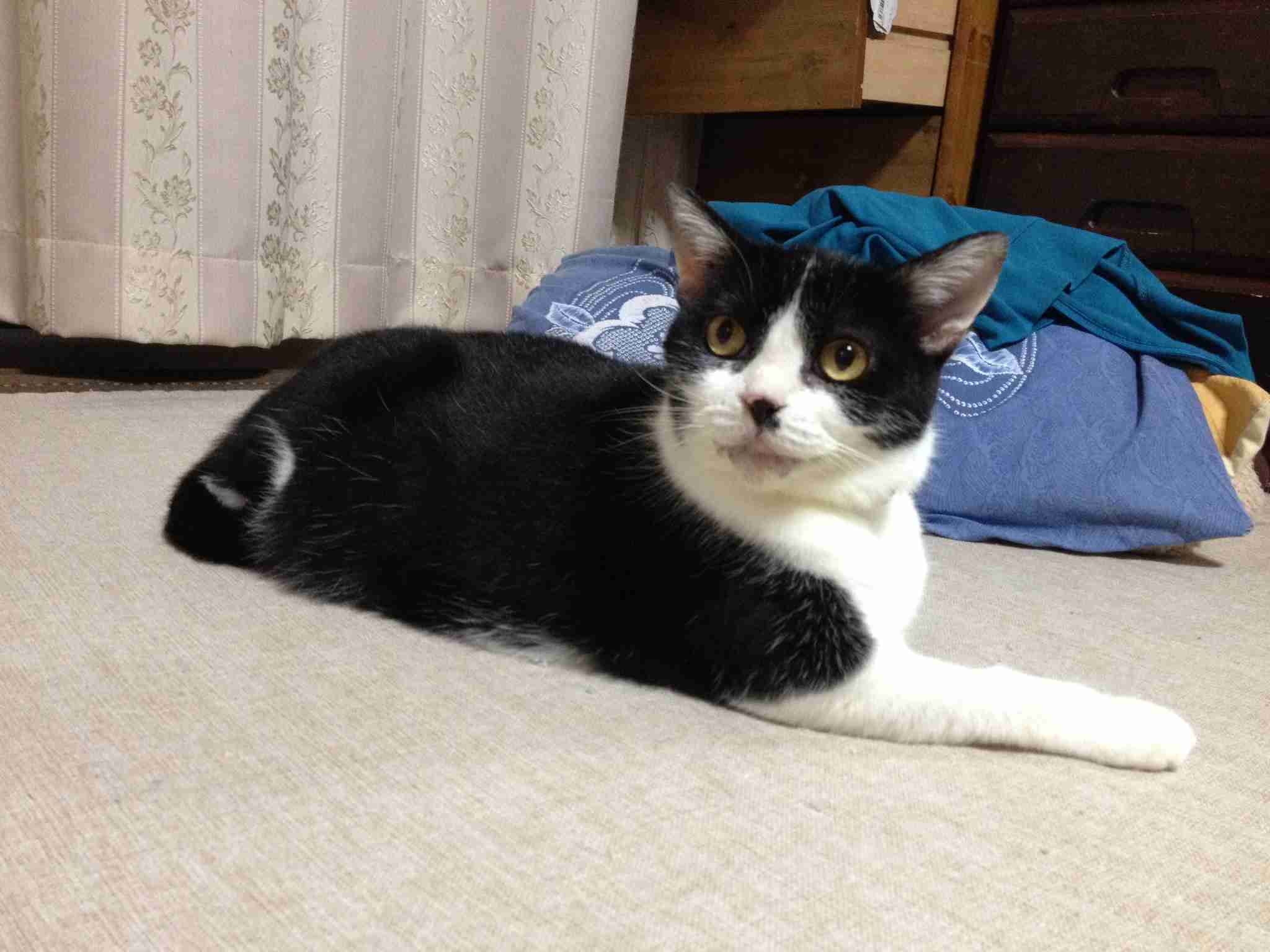 白黒猫の写真(白黒ブチ、白、黒1色)がみたい