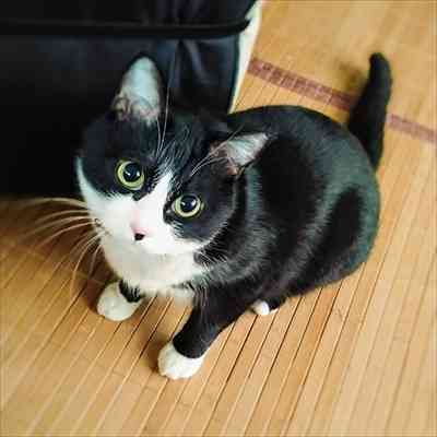 白黒猫の写真(白黒ブチ、白、黒1色)がみたい