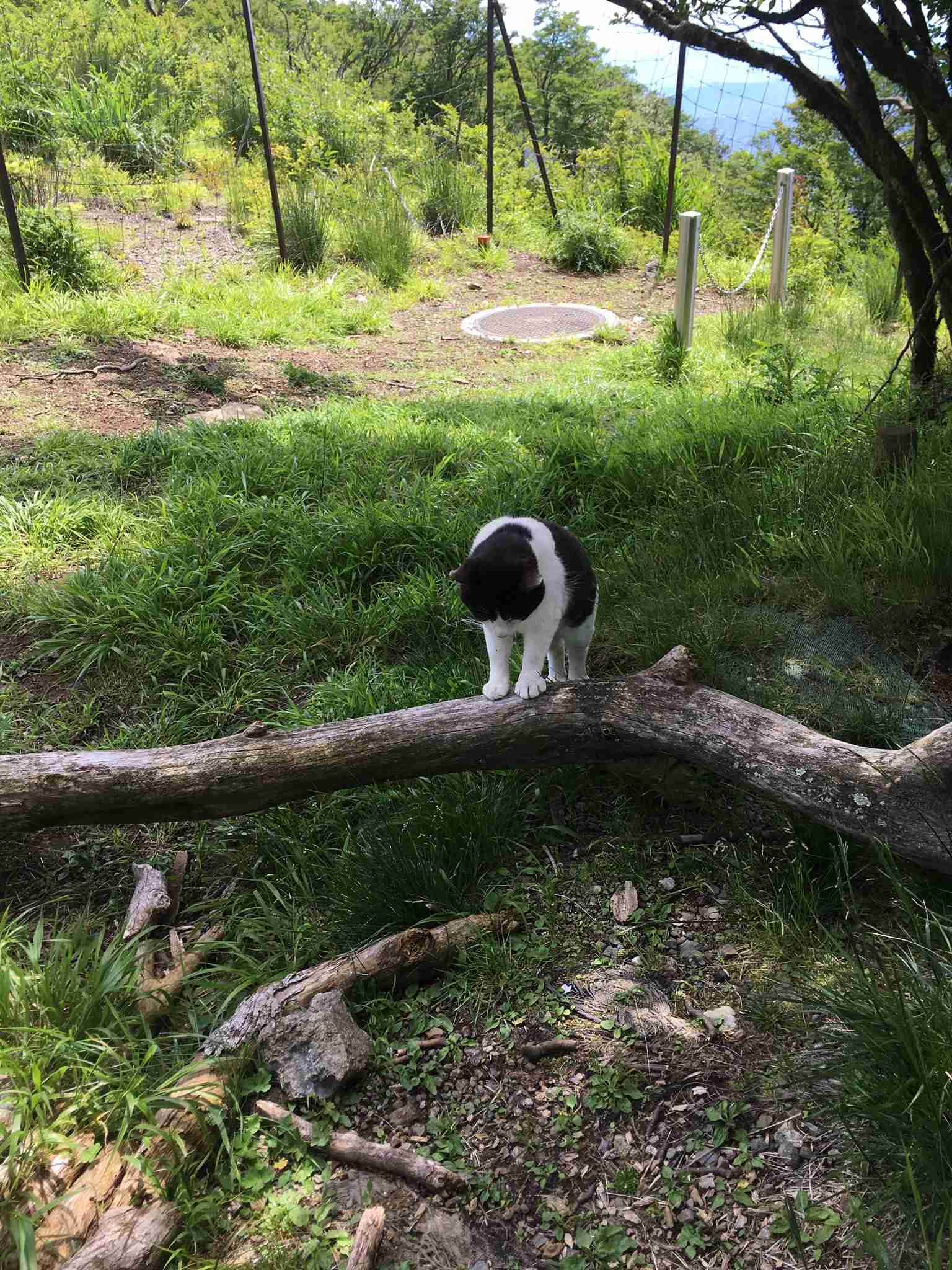 白黒猫の写真(白黒ブチ、白、黒1色)がみたい