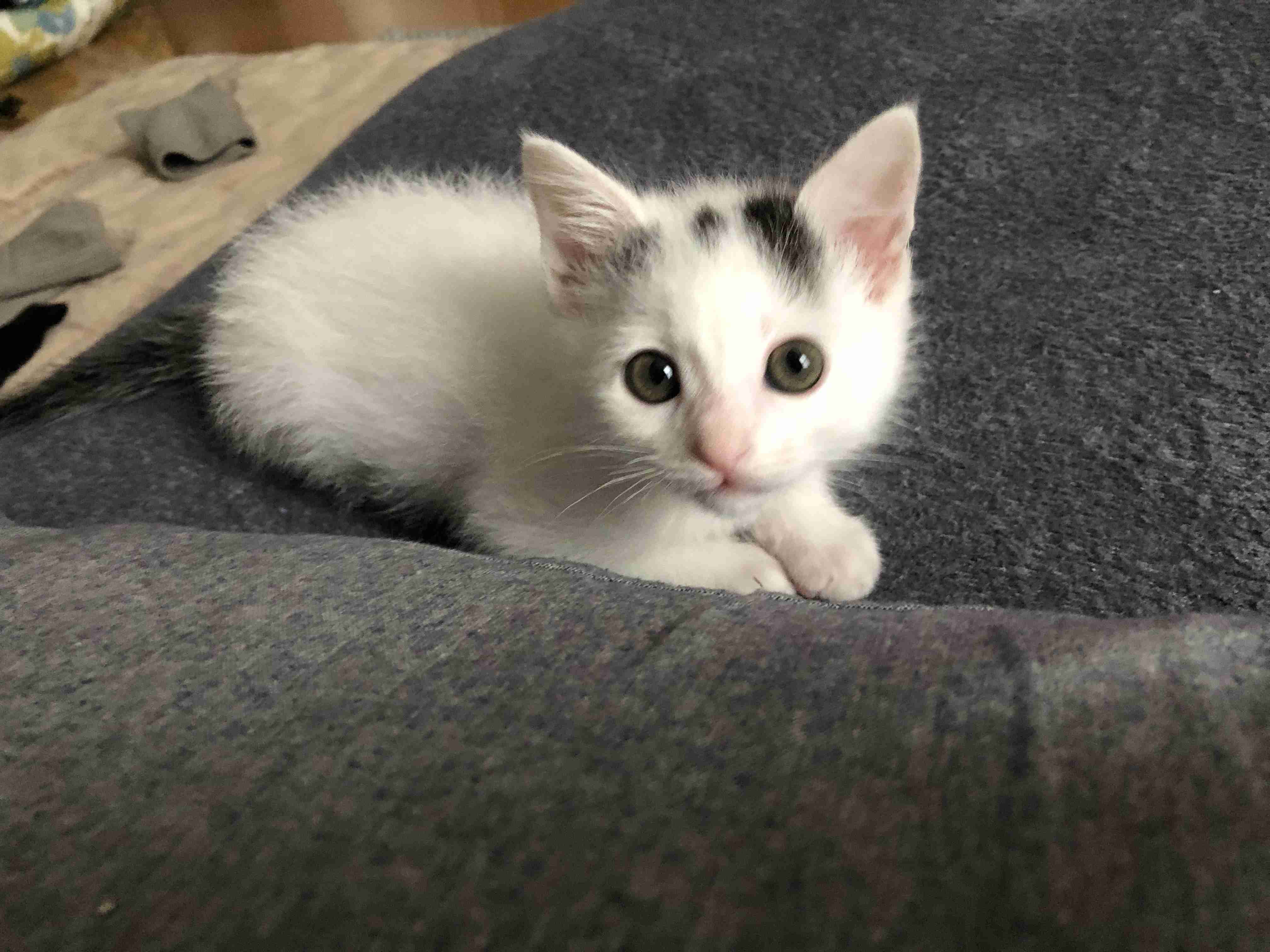 白黒猫の写真(白黒ブチ、白、黒1色)がみたい