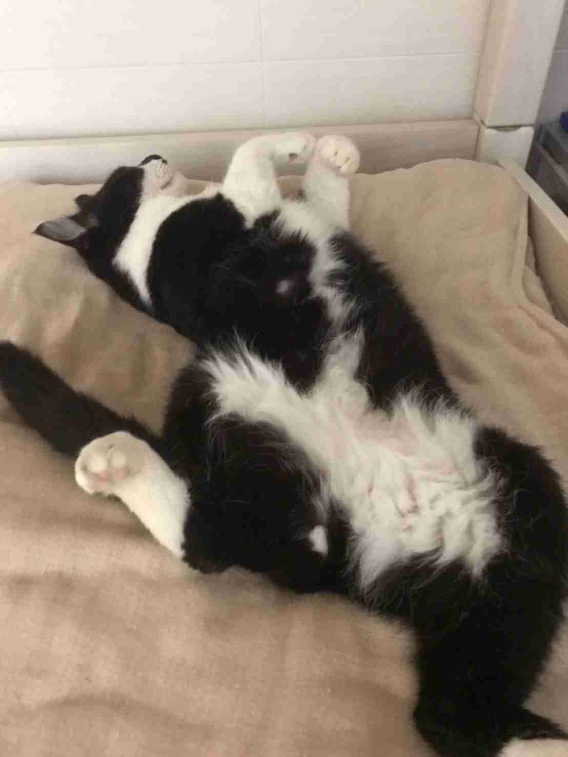 白黒猫の写真(白黒ブチ、白、黒1色)がみたい