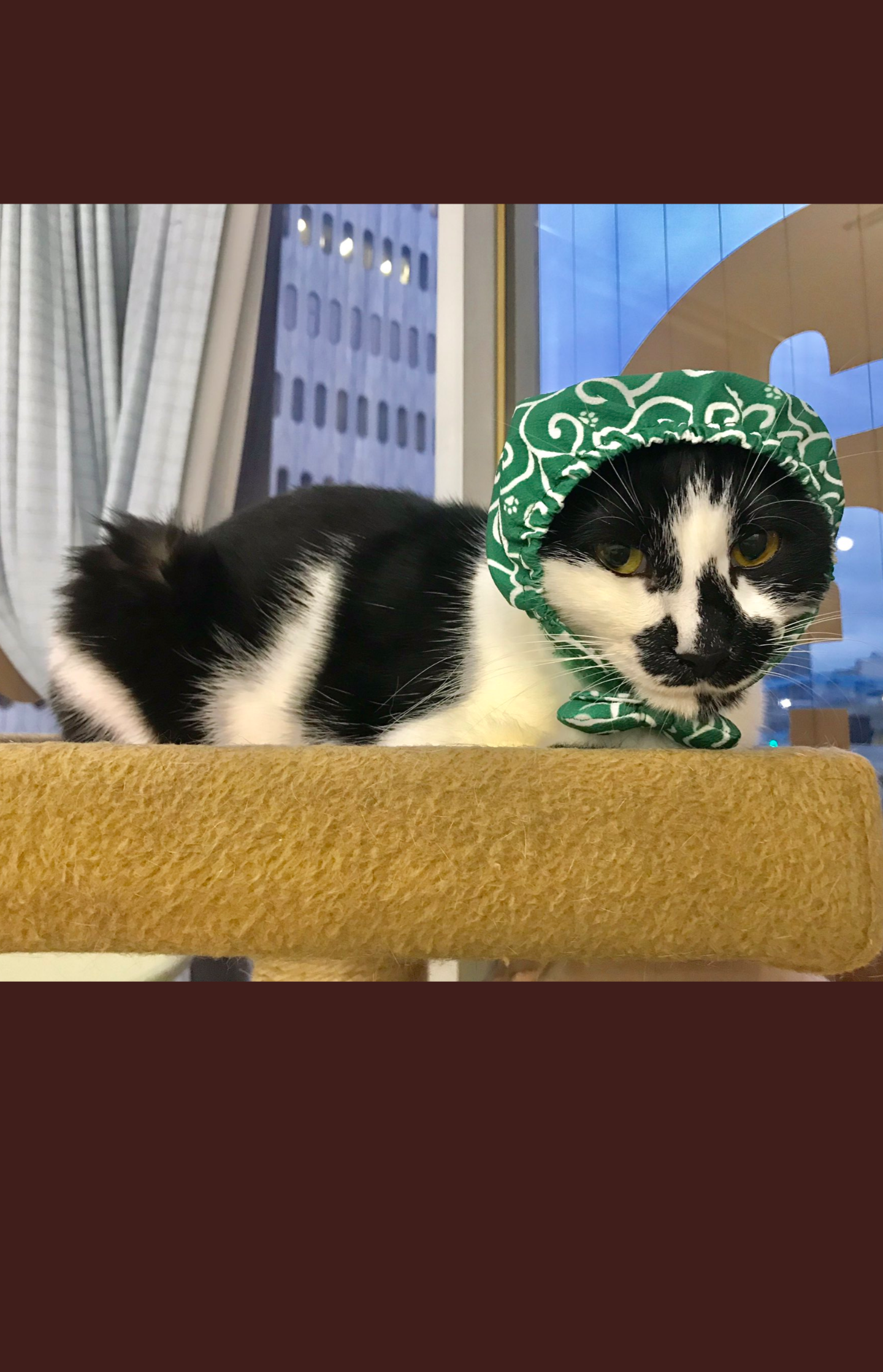 白黒猫の写真(白黒ブチ、白、黒1色)がみたい