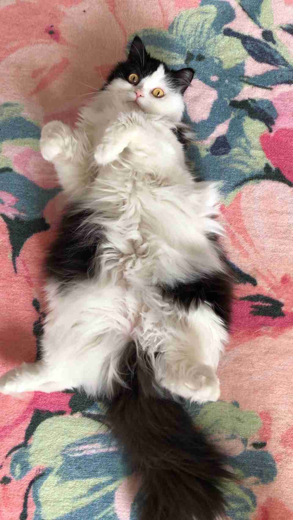 白黒猫の写真(白黒ブチ、白、黒1色)がみたい