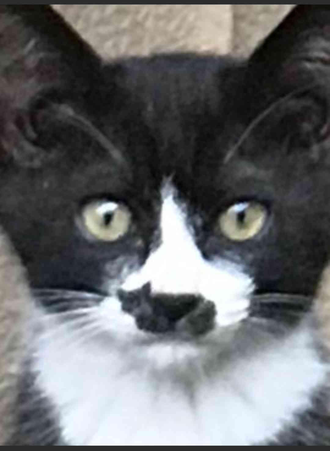 白黒猫の写真(白黒ブチ、白、黒1色)がみたい
