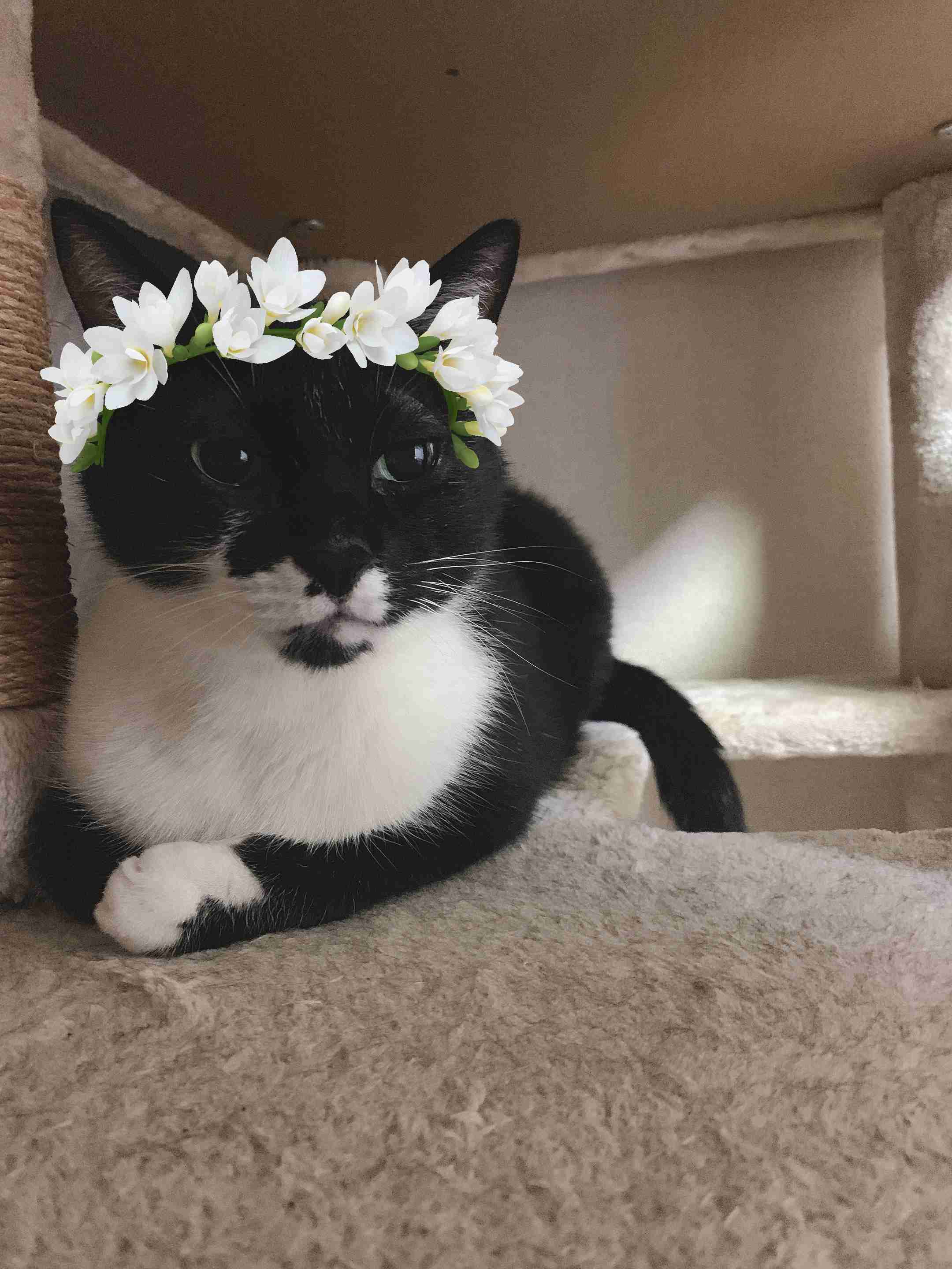 白黒猫の写真(白黒ブチ、白、黒1色)がみたい