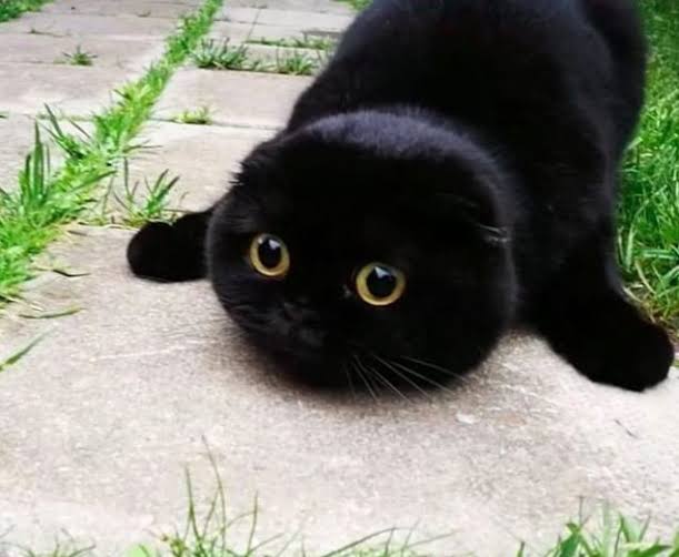白黒猫の写真(白黒ブチ、白、黒1色)がみたい