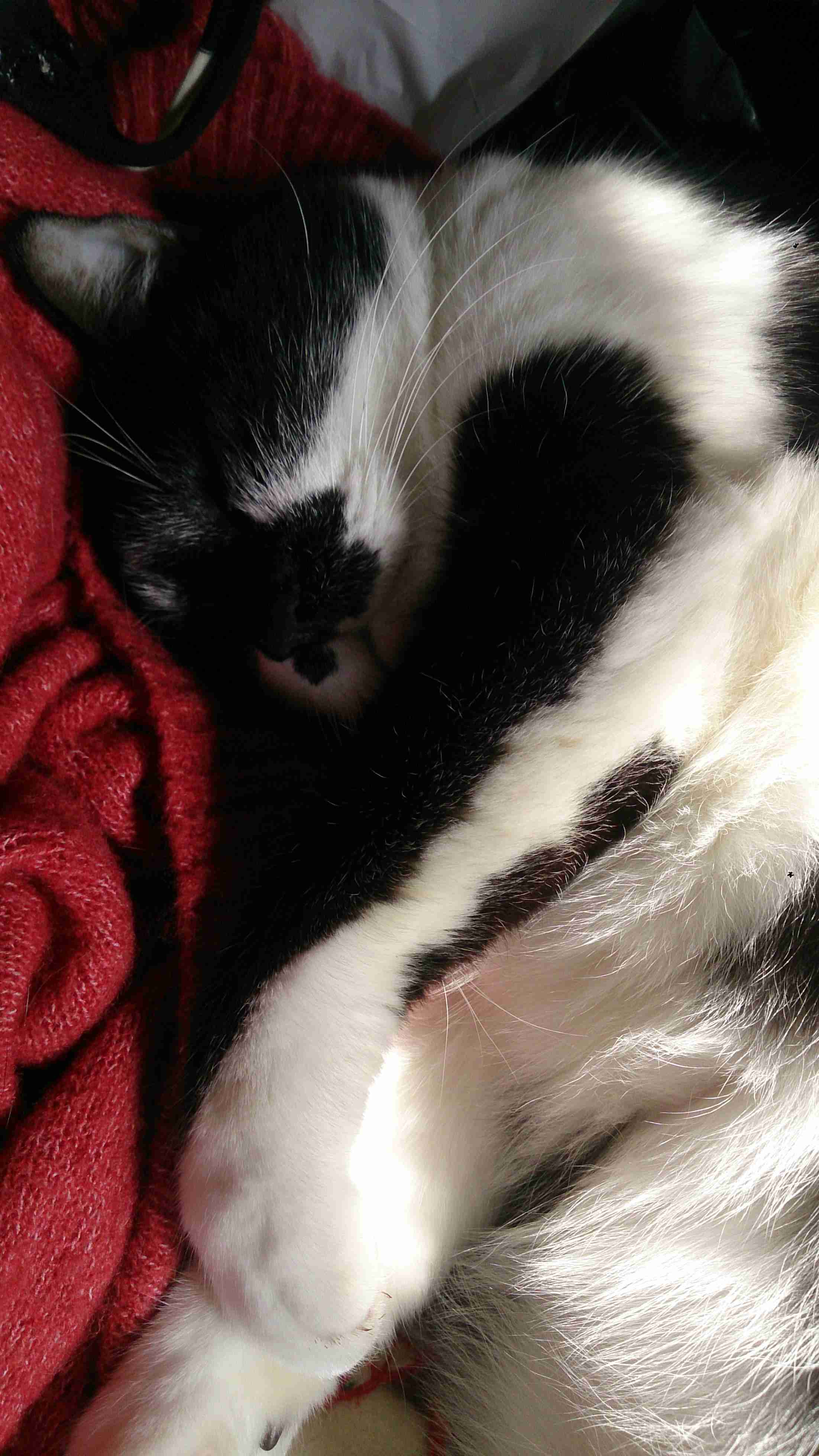 白黒猫の写真(白黒ブチ、白、黒1色)がみたい
