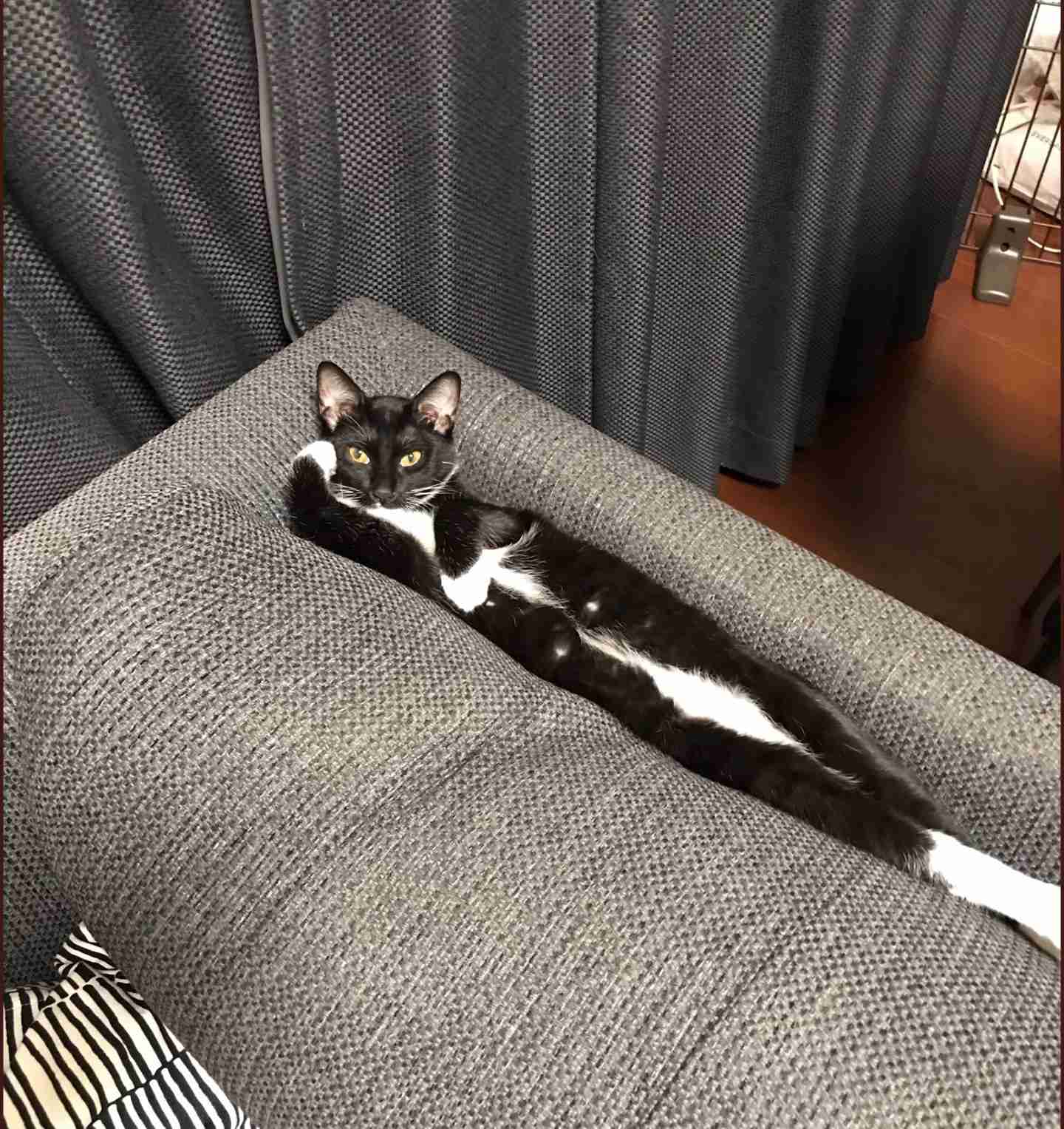白黒猫の写真(白黒ブチ、白、黒1色)がみたい