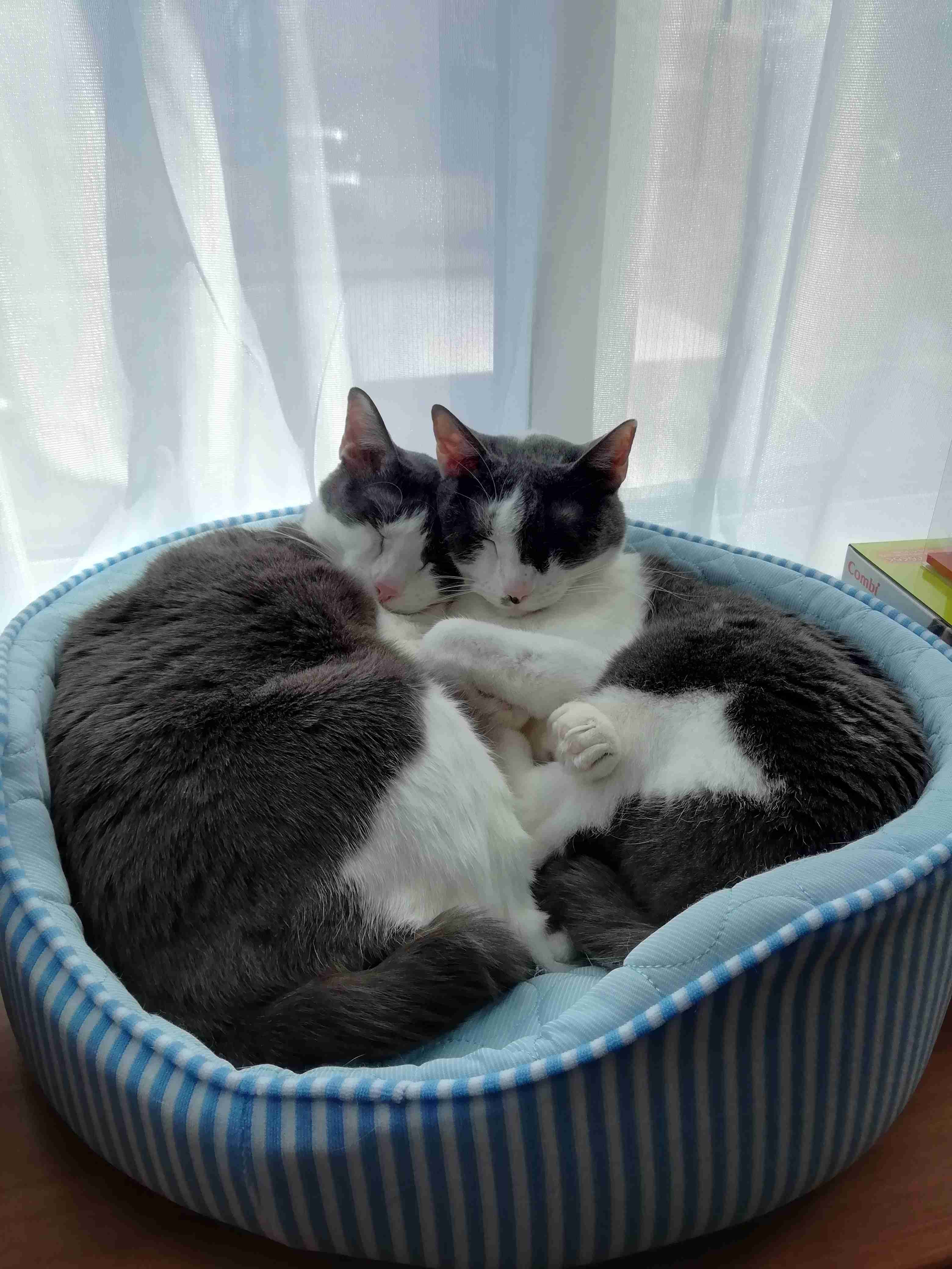 白黒猫の写真(白黒ブチ、白、黒1色)がみたい