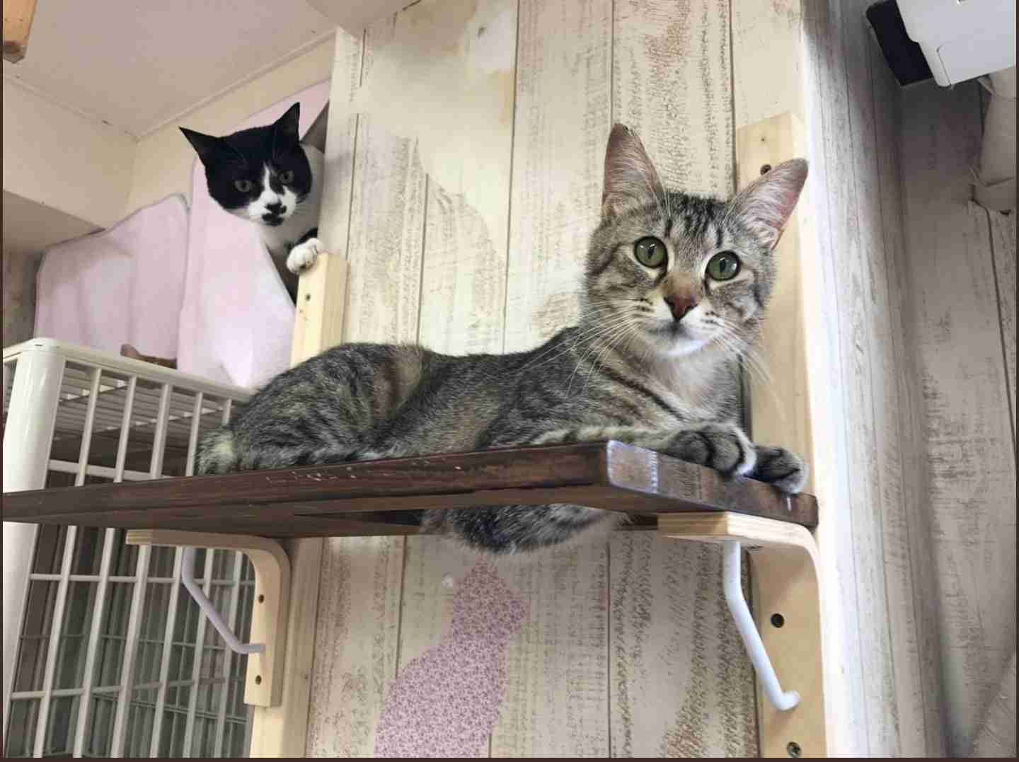 白黒猫の写真(白黒ブチ、白、黒1色)がみたい