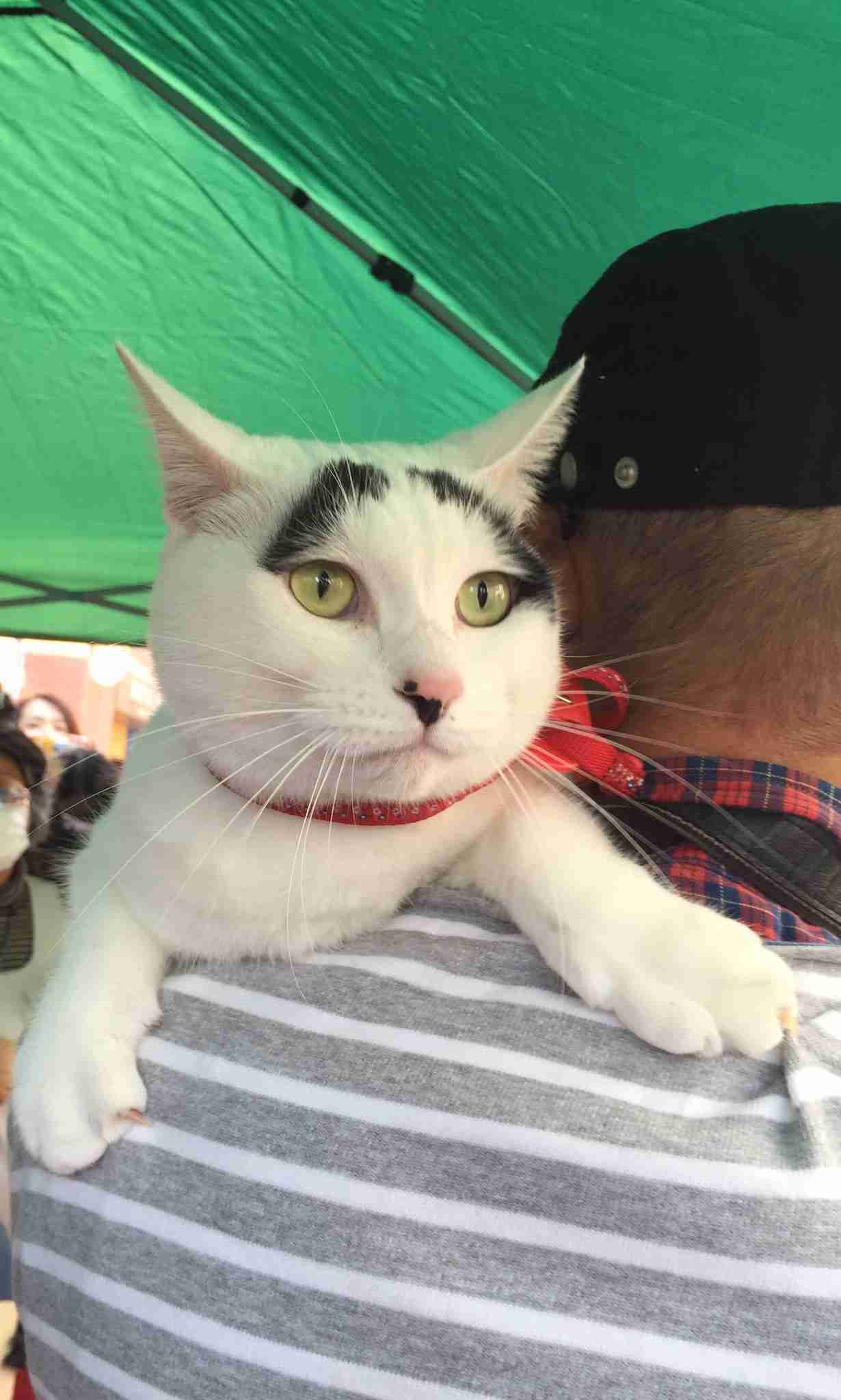 白黒猫の写真(白黒ブチ、白、黒1色)がみたい