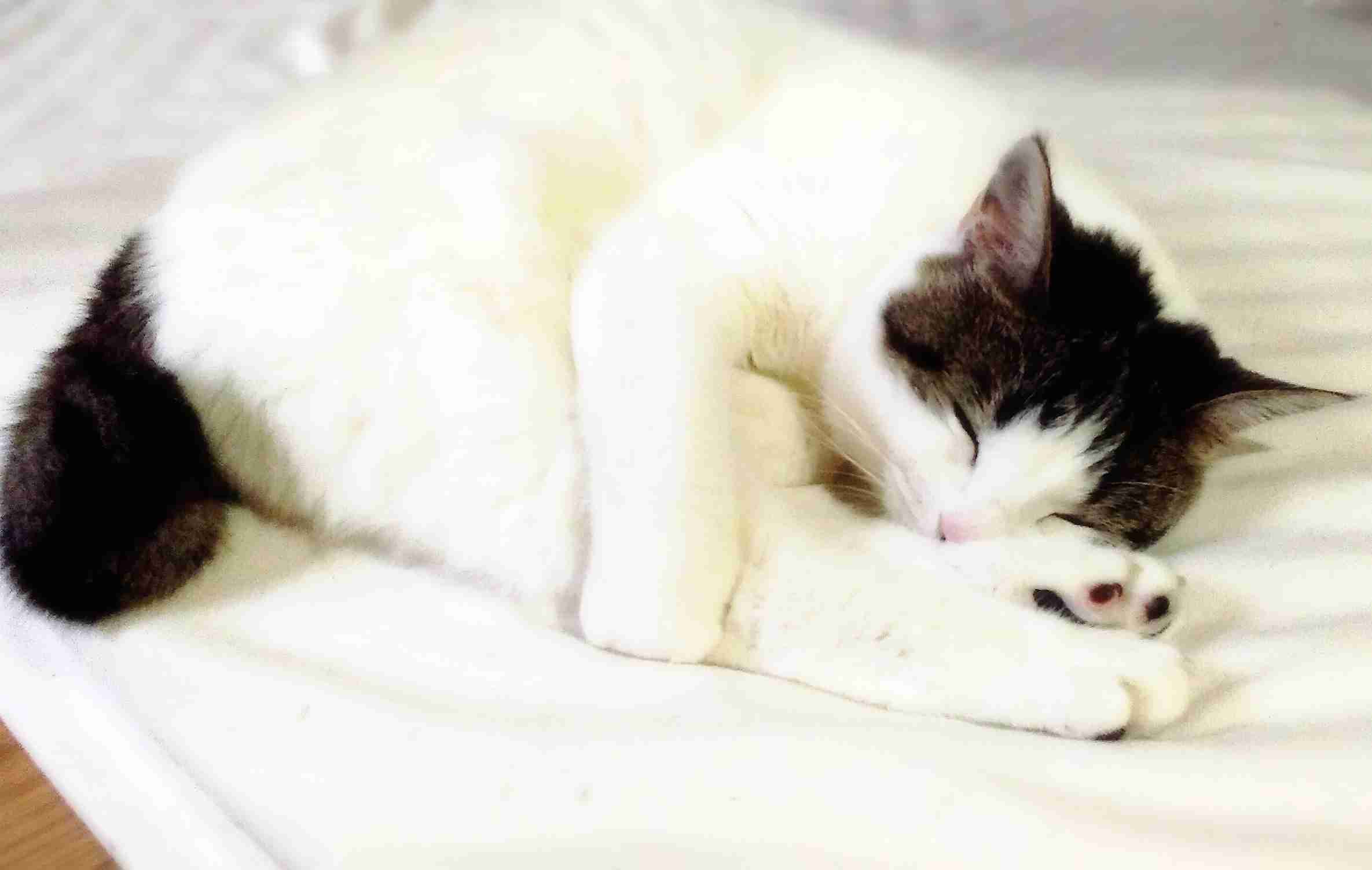 白黒猫の写真(白黒ブチ、白、黒1色)がみたい