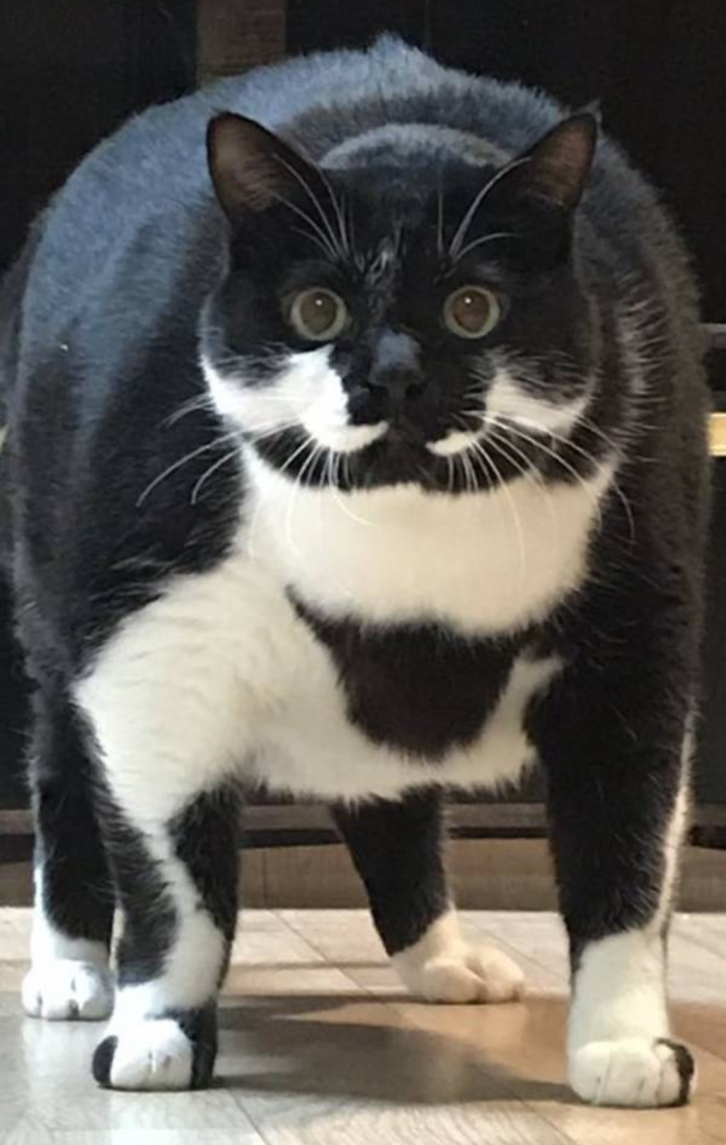 白黒猫の写真(白黒ブチ、白、黒1色)がみたい