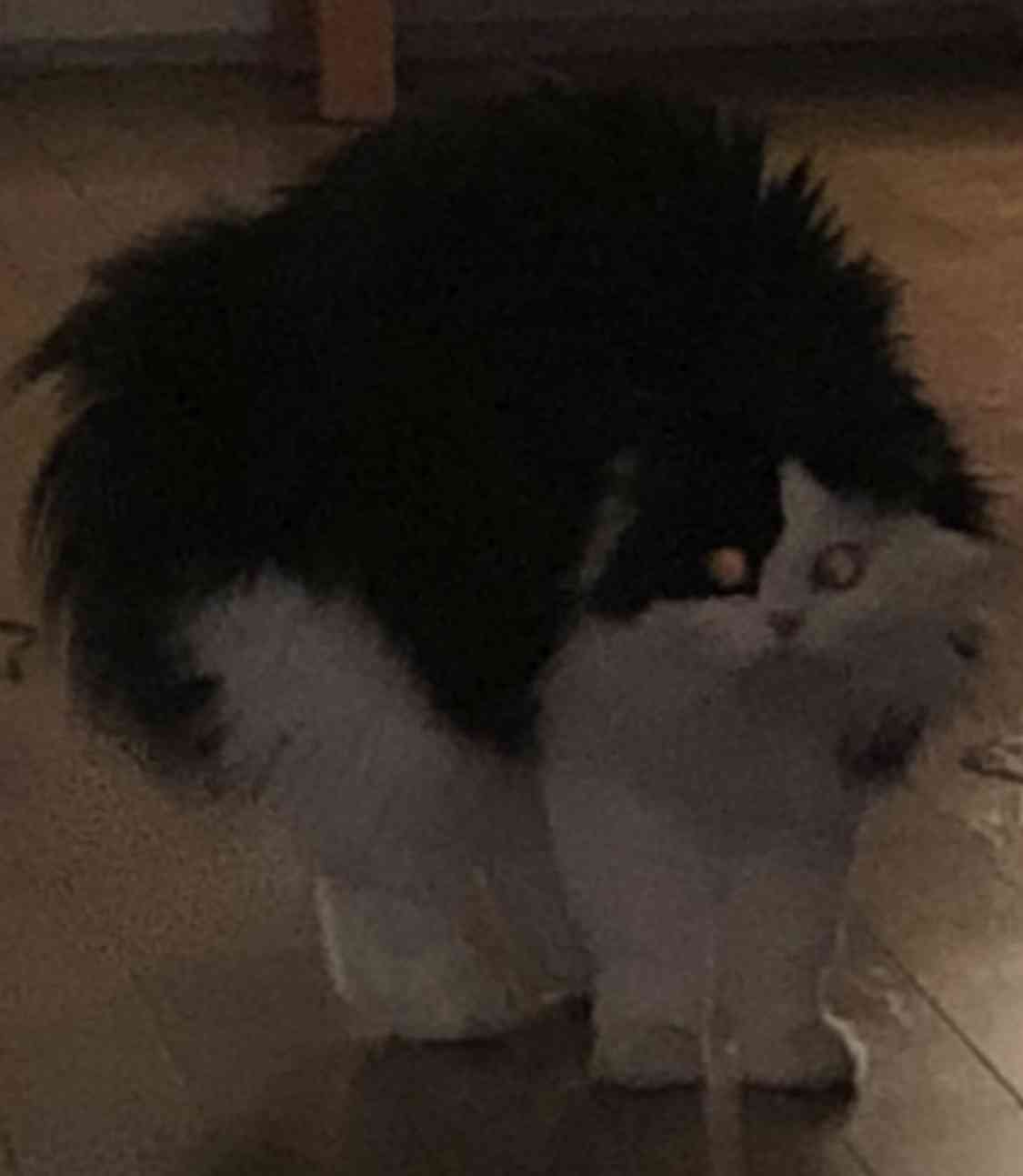 白黒猫の写真(白黒ブチ、白、黒1色)がみたい