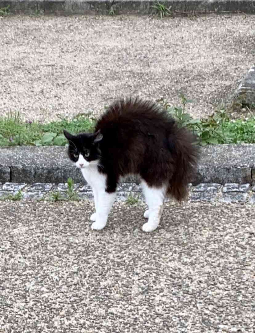 白黒猫の写真(白黒ブチ、白、黒1色)がみたい