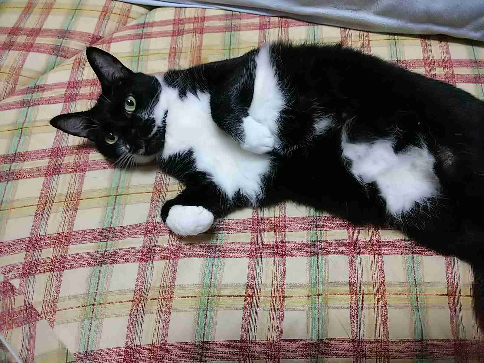 白黒猫の写真(白黒ブチ、白、黒1色)がみたい