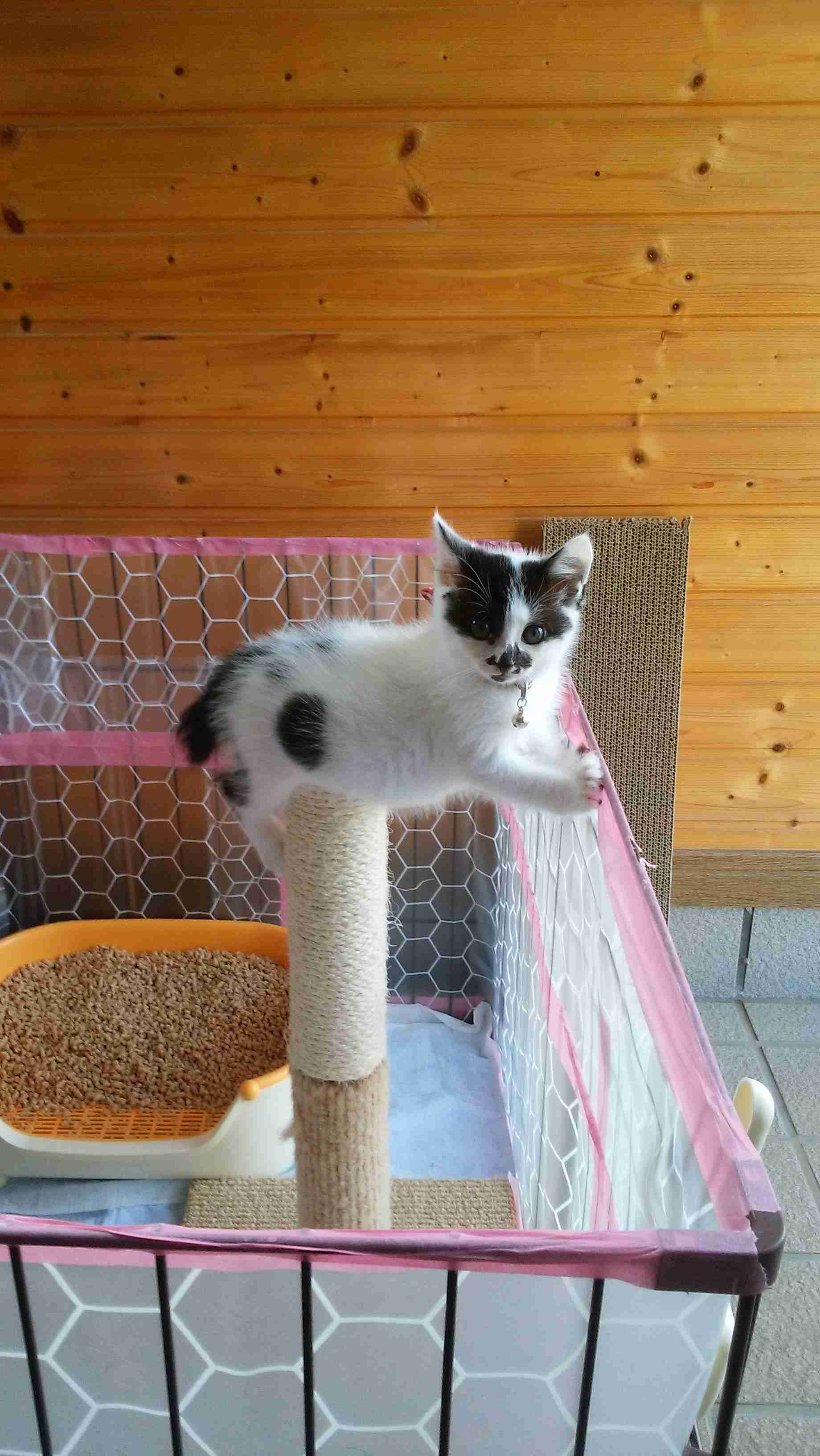 白黒猫の写真(白黒ブチ、白、黒1色)がみたい