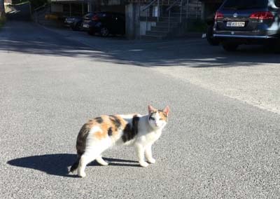 白黒猫の写真(白黒ブチ、白、黒1色)がみたい