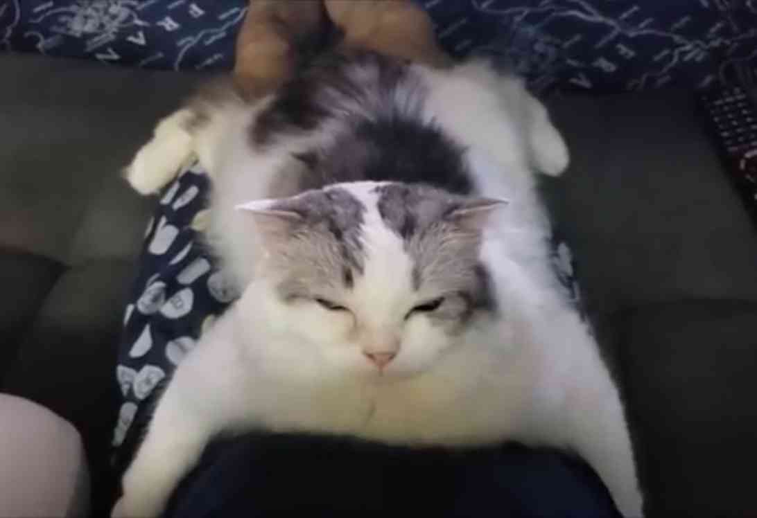 白黒猫の写真(白黒ブチ、白、黒1色)がみたい