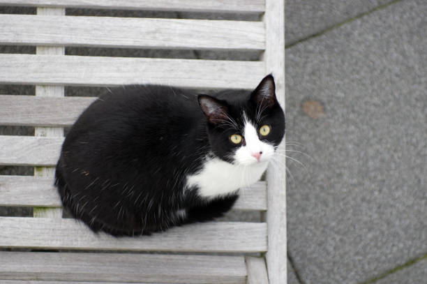 白黒猫の写真(白黒ブチ、白、黒1色)がみたい