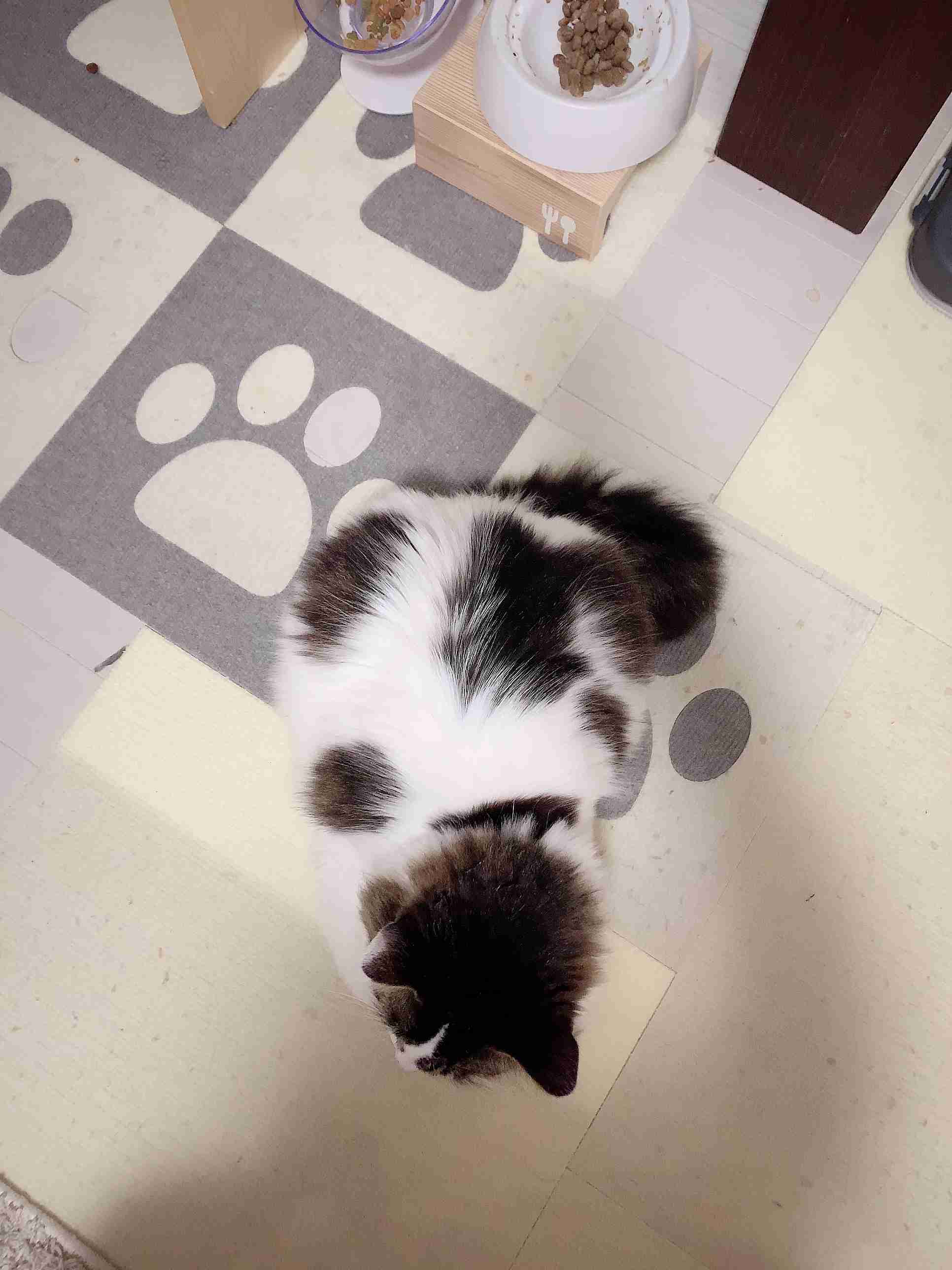 白黒猫の写真(白黒ブチ、白、黒1色)がみたい