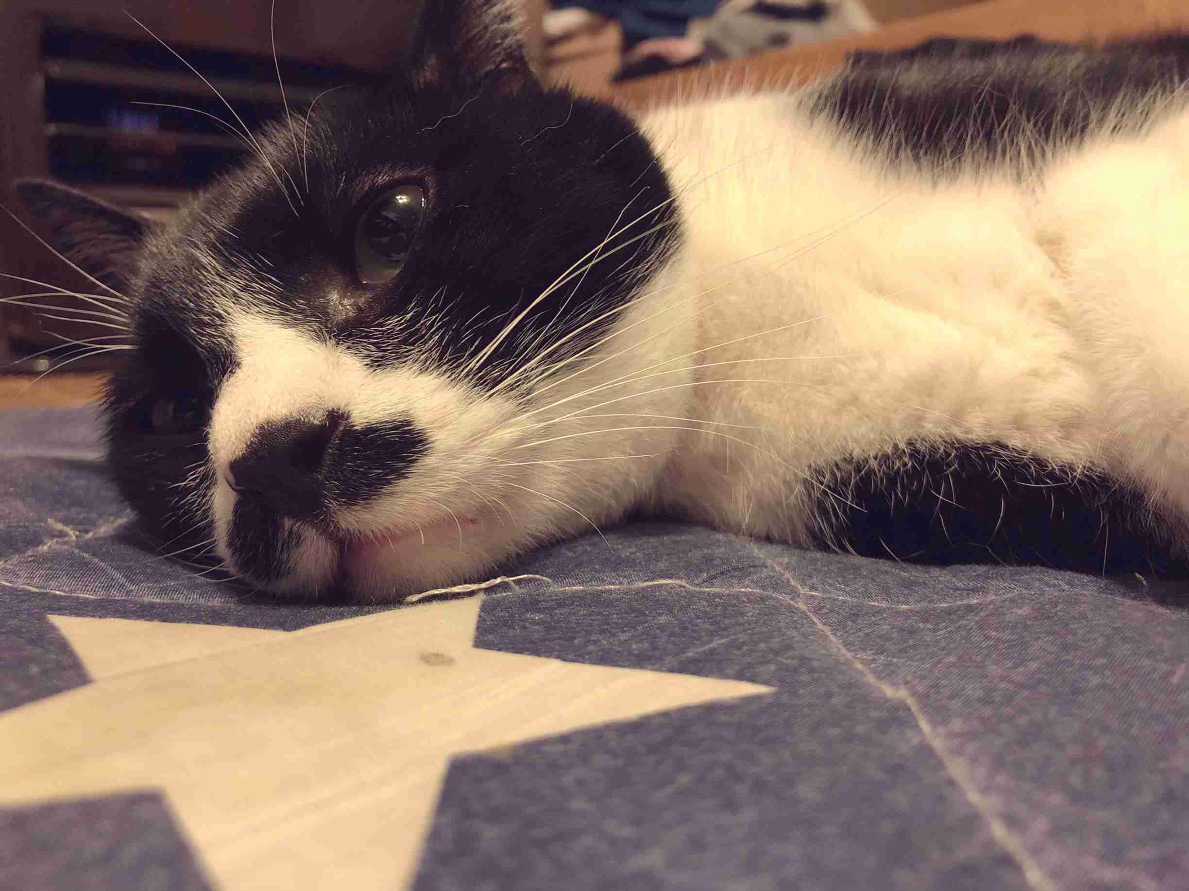 白黒猫の写真(白黒ブチ、白、黒1色)がみたい