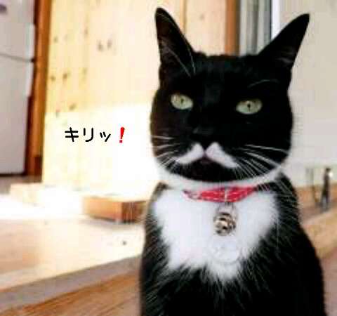 白黒猫の写真(白黒ブチ、白、黒1色)がみたい