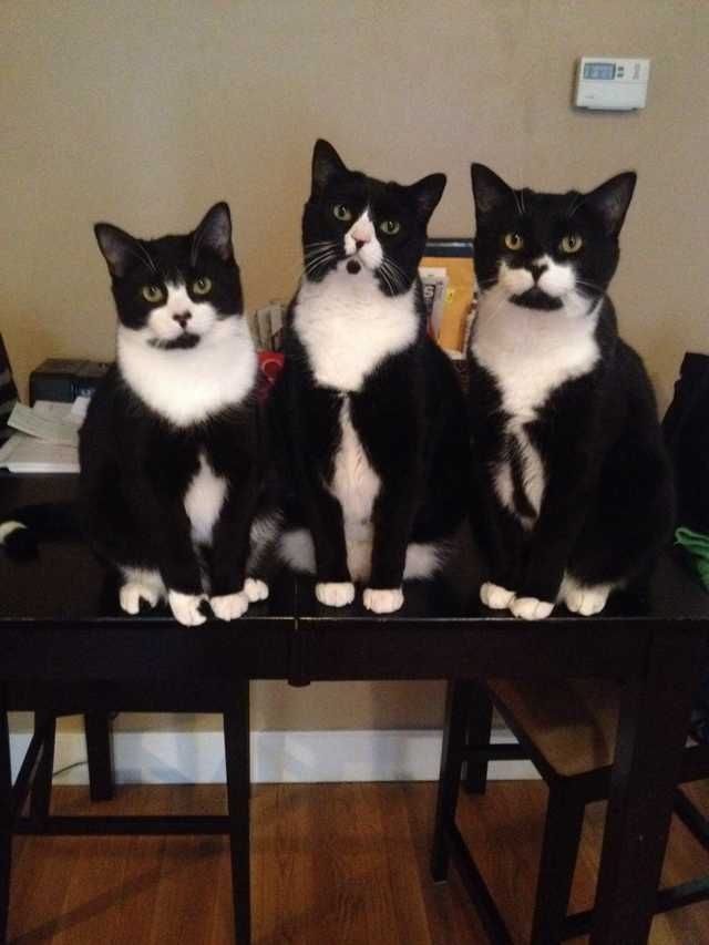 白黒猫の写真(白黒ブチ、白、黒1色)がみたい