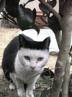 白黒猫の写真 白黒ブチ 白 黒1色 がみたい ガールズちゃんねる Girls Channel