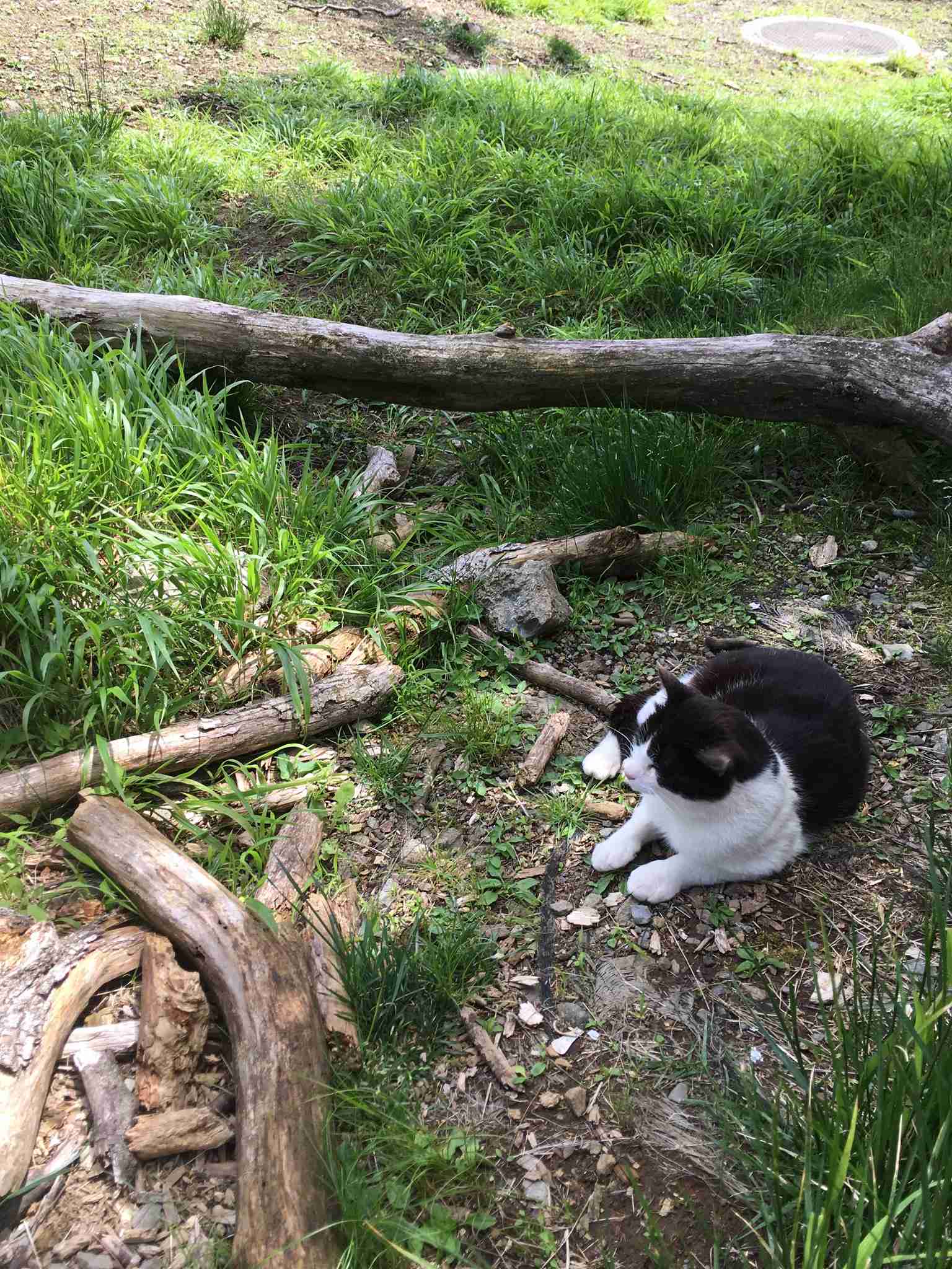 白黒猫の写真(白黒ブチ、白、黒1色)がみたい