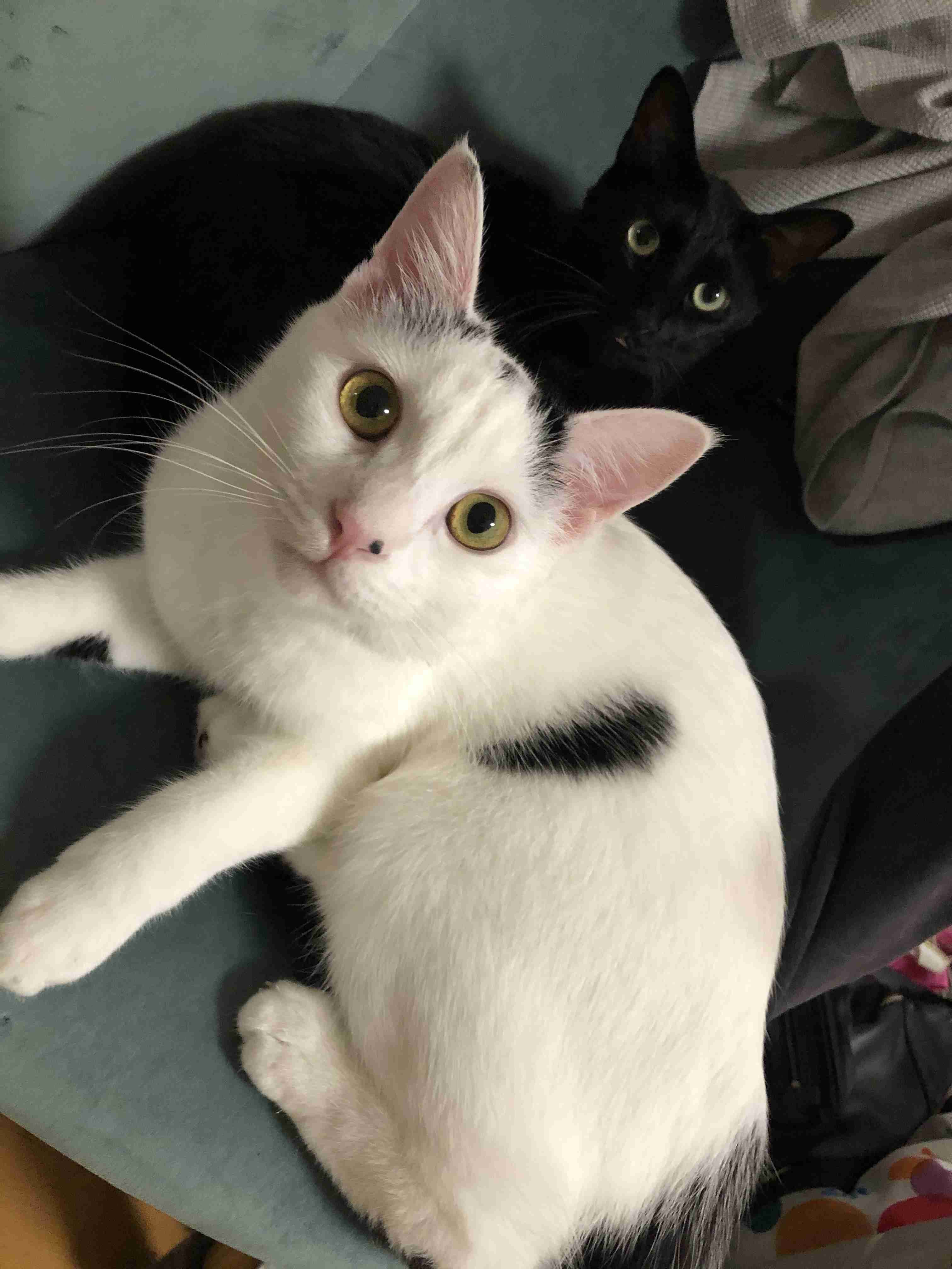 白黒猫の写真(白黒ブチ、白、黒1色)がみたい