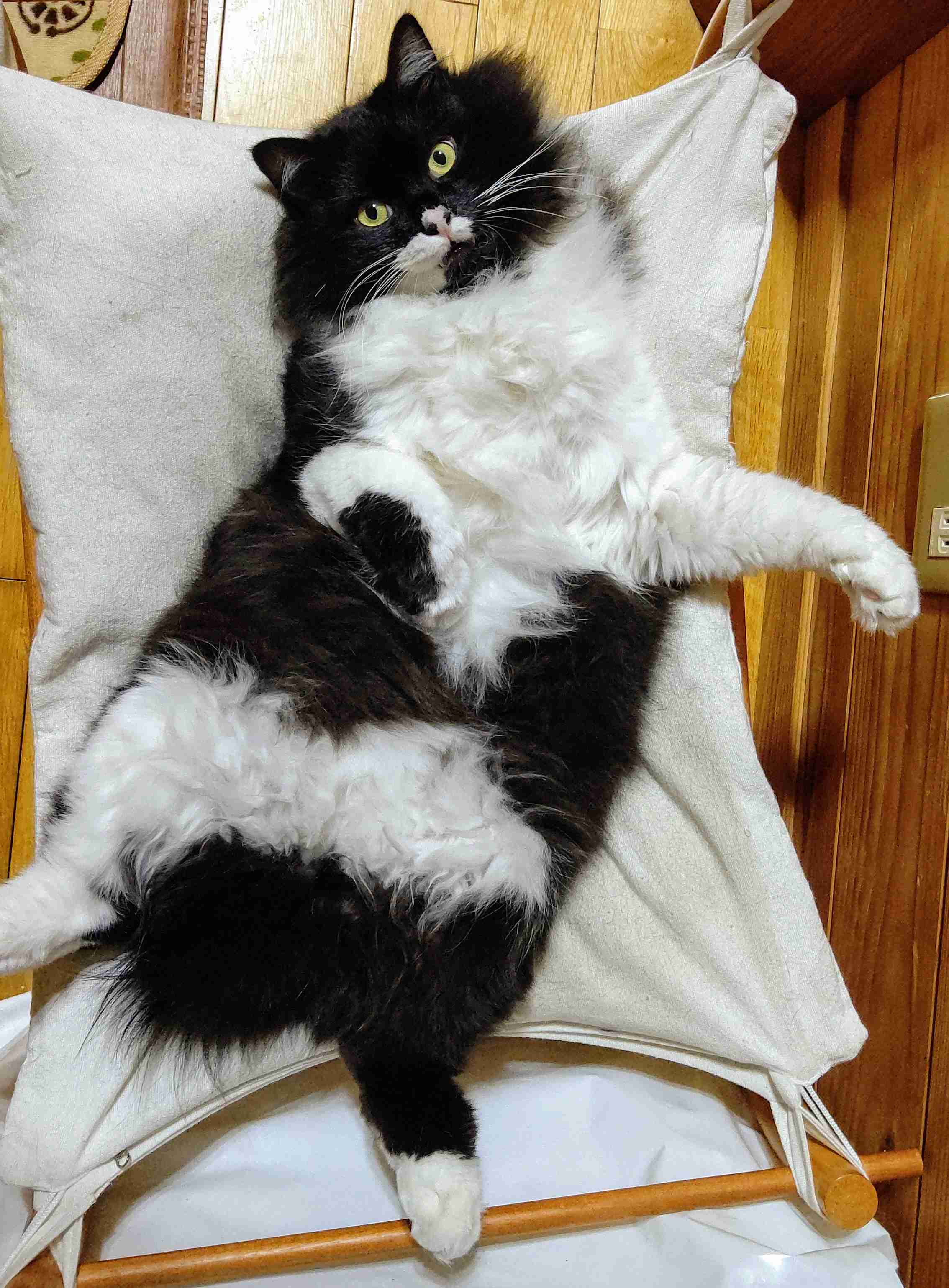 白黒猫の写真(白黒ブチ、白、黒1色)がみたい