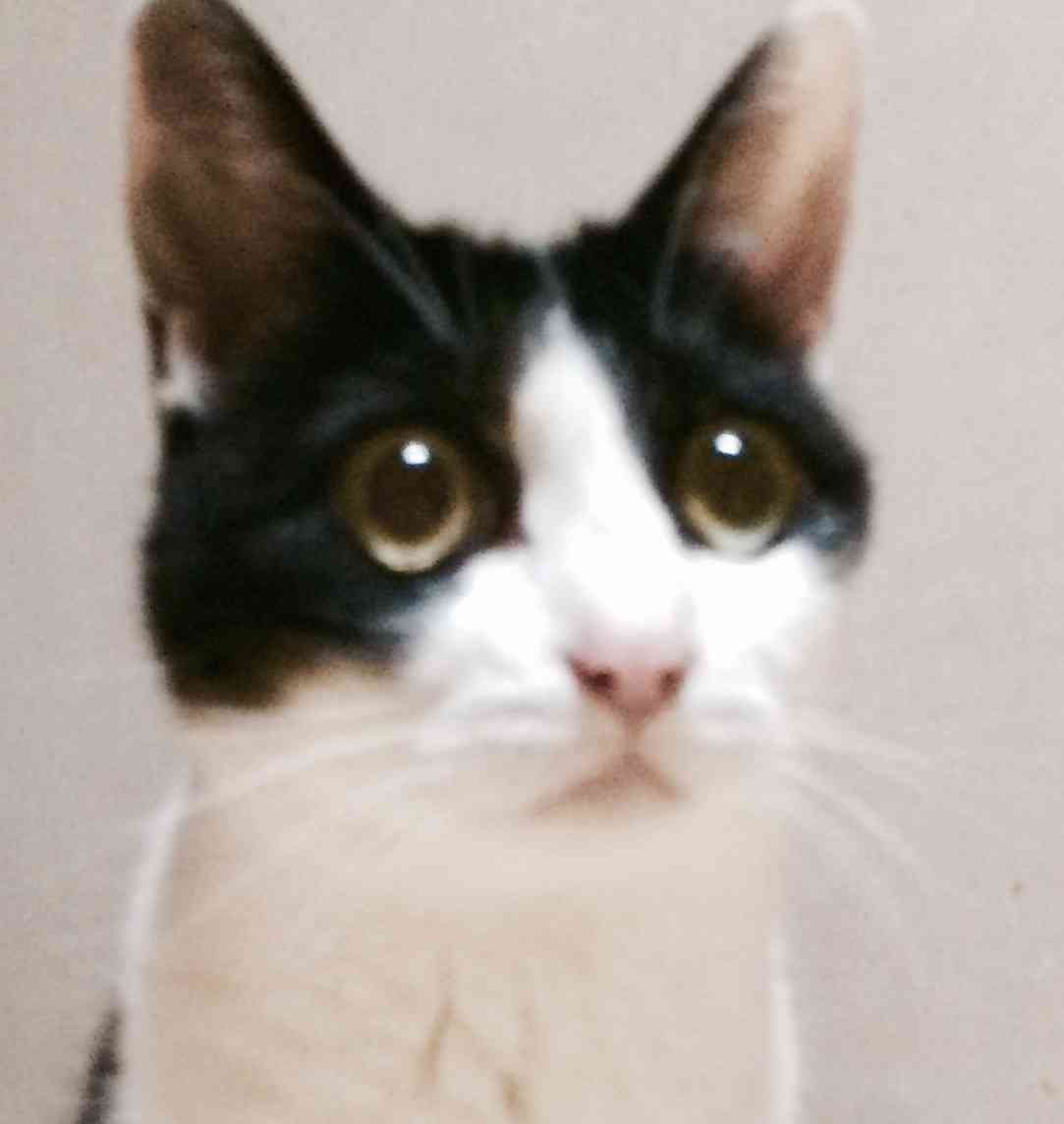 白黒猫の写真(白黒ブチ、白、黒1色)がみたい