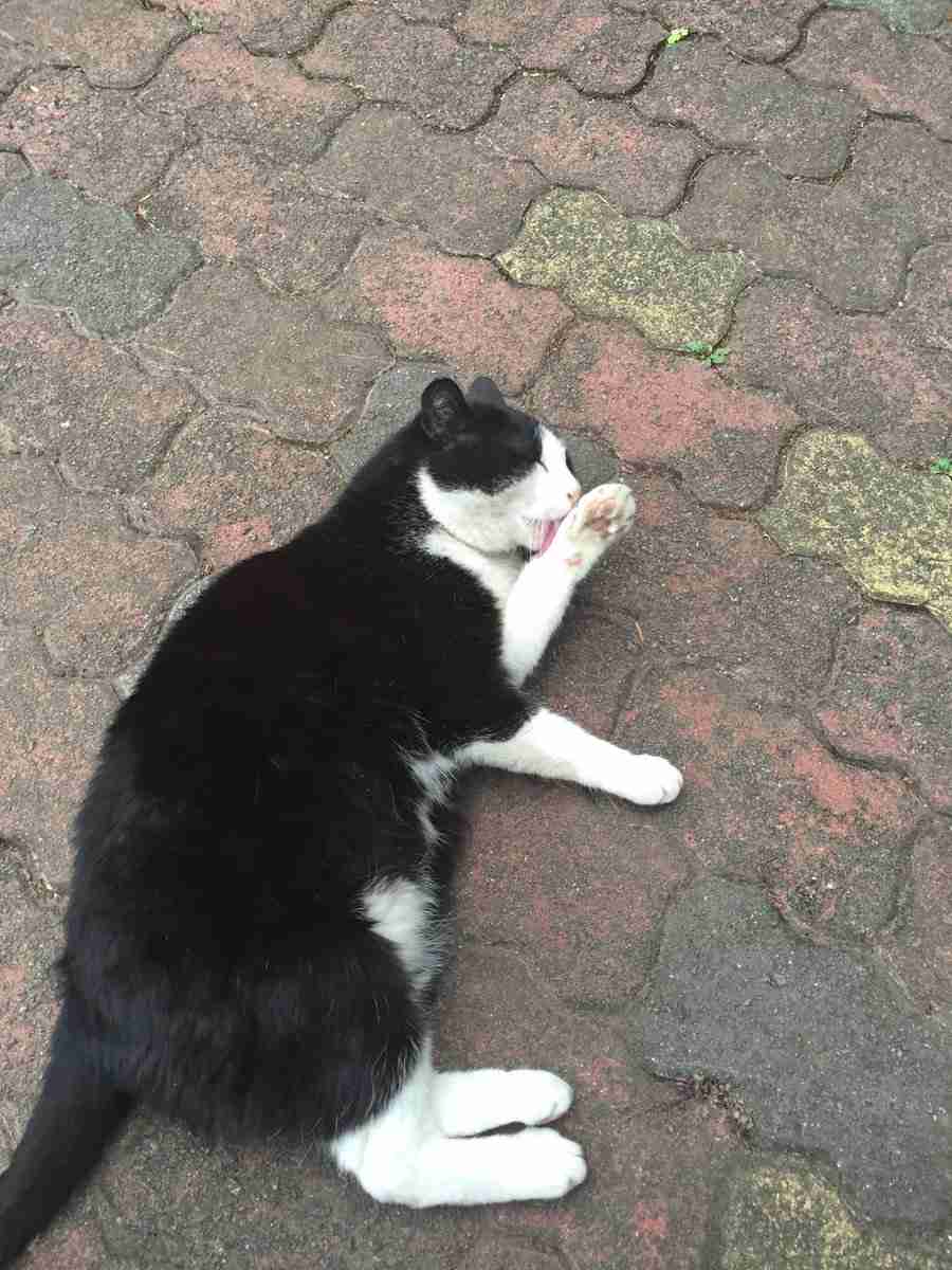 白黒猫の写真(白黒ブチ、白、黒1色)がみたい