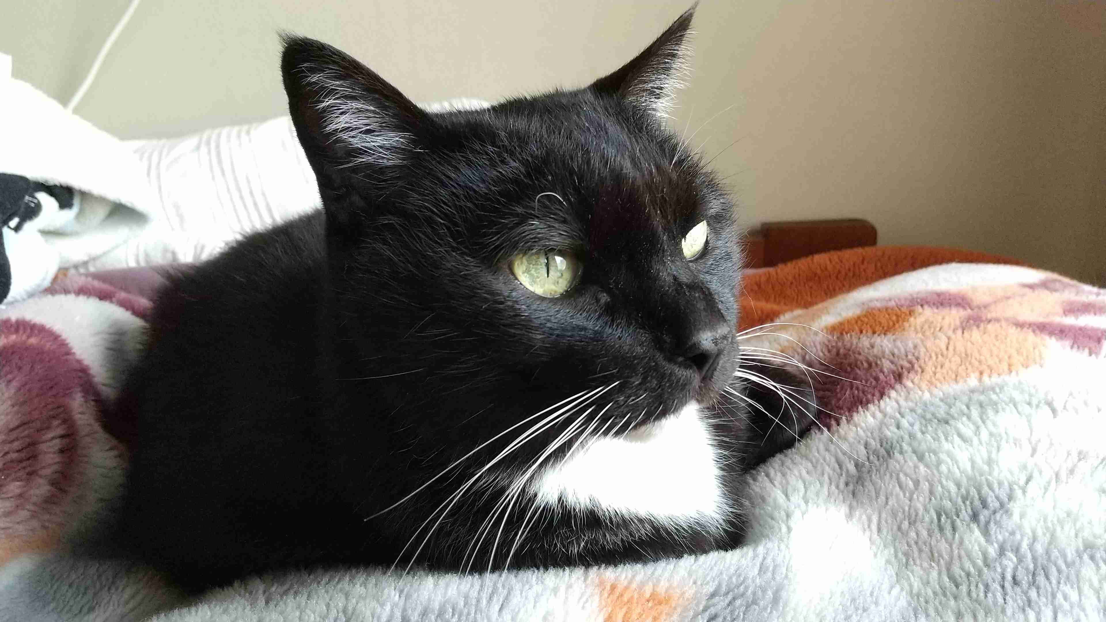 白黒猫の写真(白黒ブチ、白、黒1色)がみたい