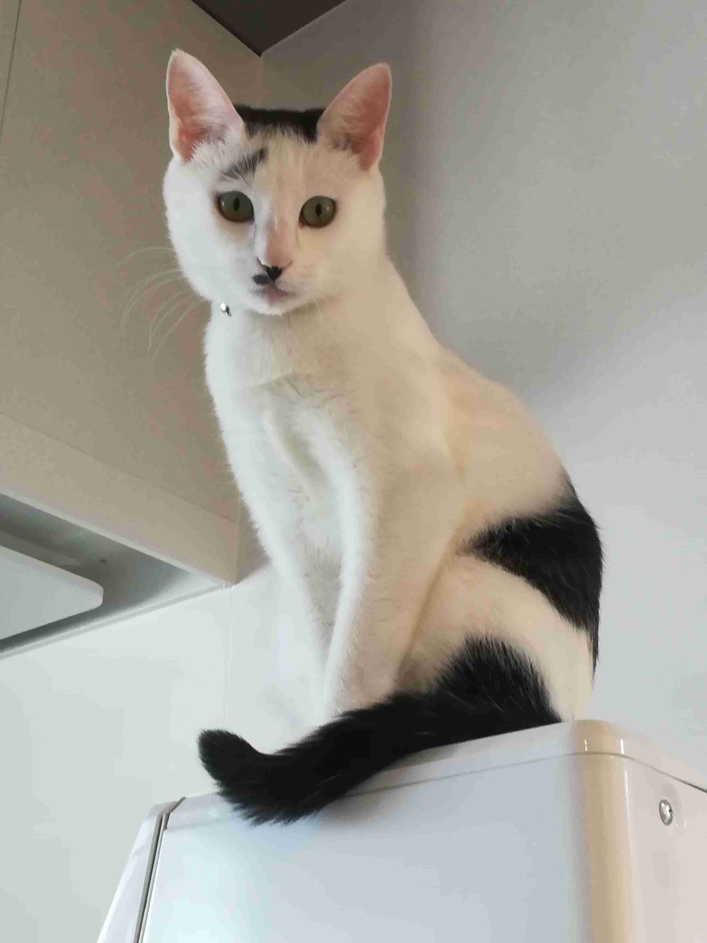 白黒猫の写真(白黒ブチ、白、黒1色)がみたい