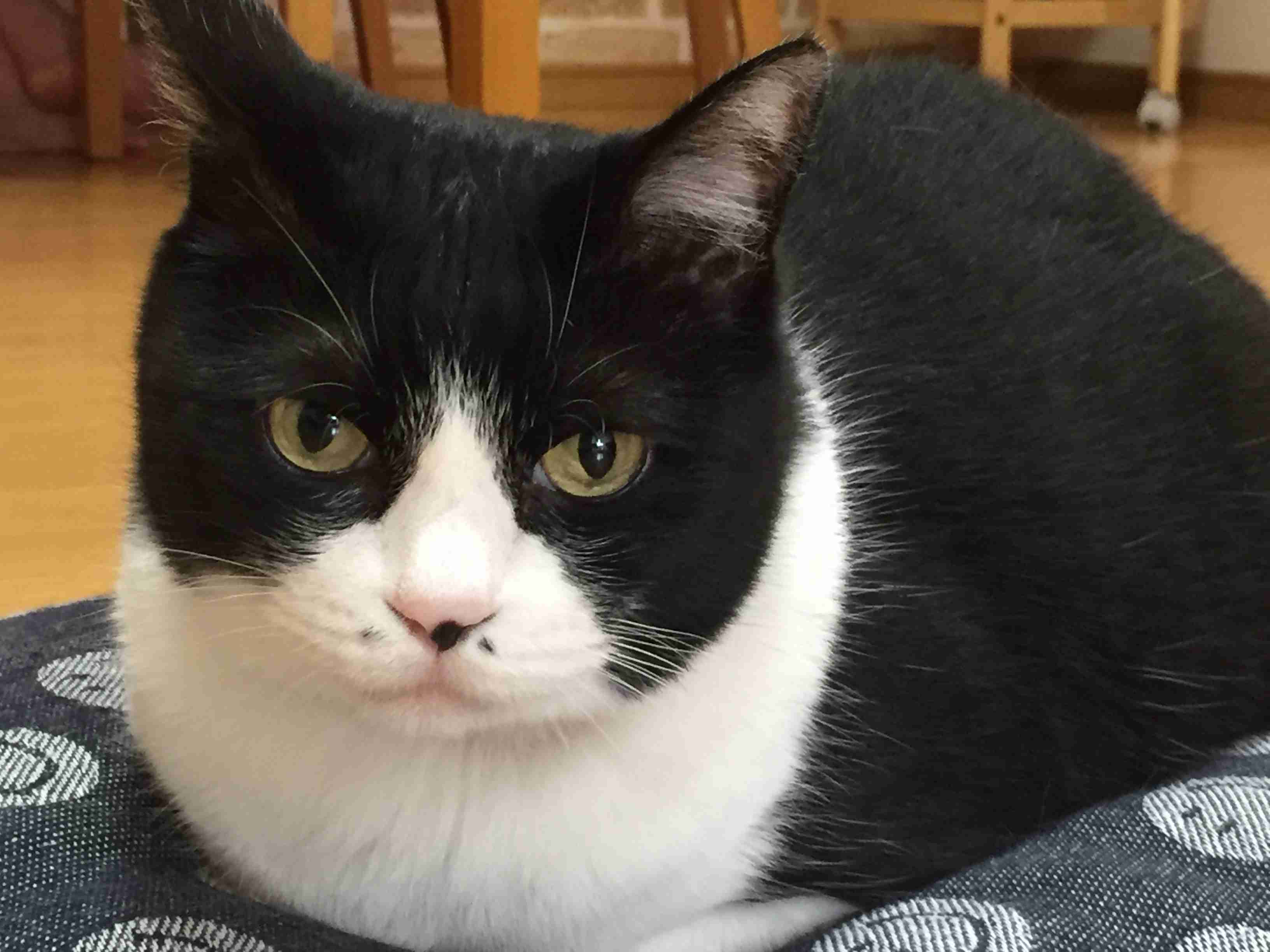 白黒猫の写真(白黒ブチ、白、黒1色)がみたい