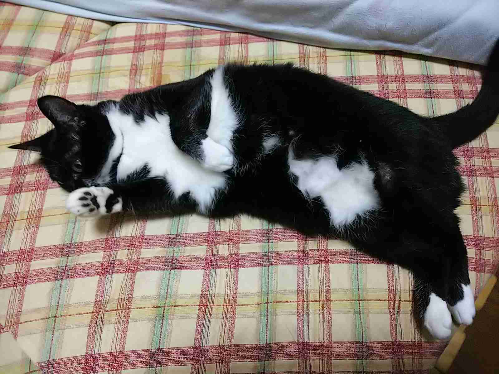 白黒猫の写真(白黒ブチ、白、黒1色)がみたい