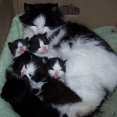 白黒猫の写真(白黒ブチ、白、黒1色)がみたい