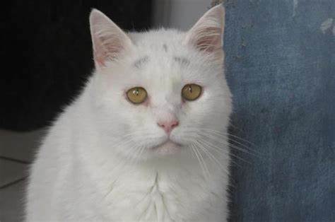 白黒猫の写真(白黒ブチ、白、黒1色)がみたい