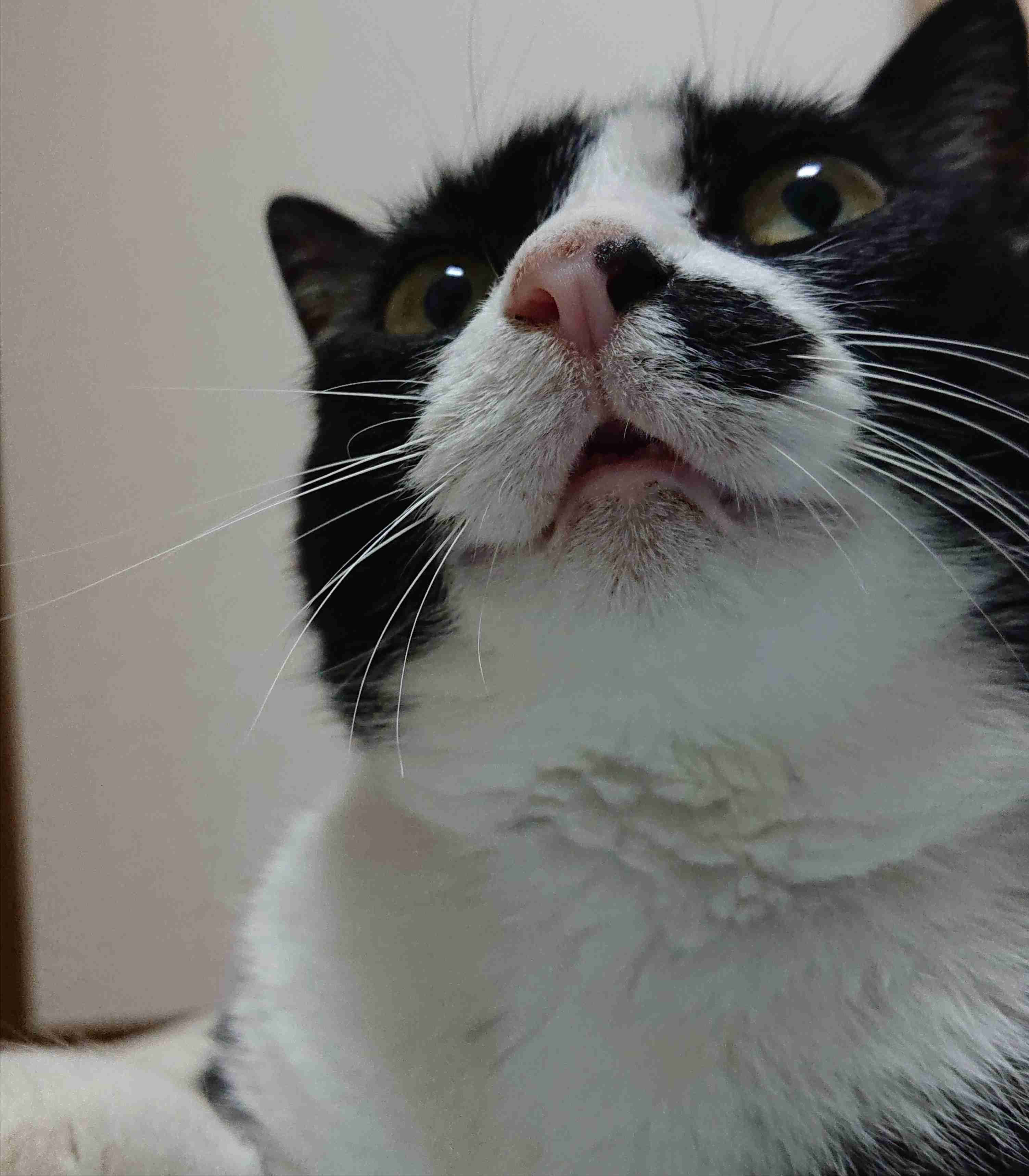 白黒猫の写真(白黒ブチ、白、黒1色)がみたい