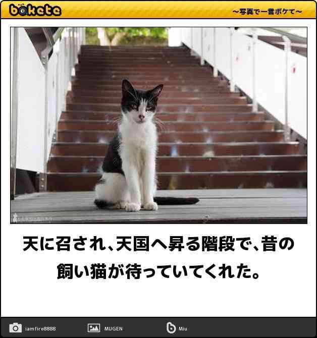 白黒猫の写真(白黒ブチ、白、黒1色)がみたい