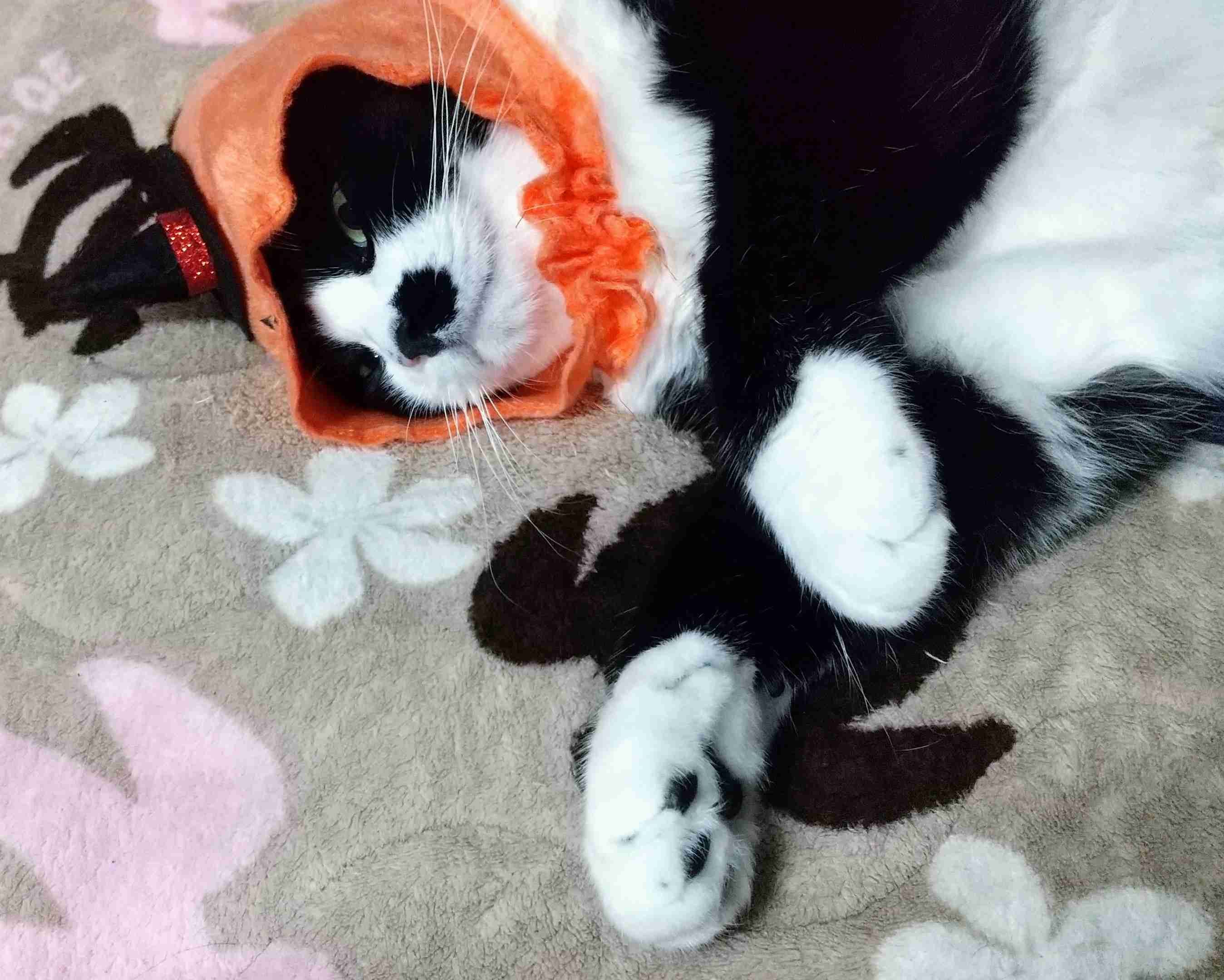 白黒猫の写真(白黒ブチ、白、黒1色)がみたい