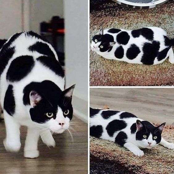 白黒猫の写真(白黒ブチ、白、黒1色)がみたい