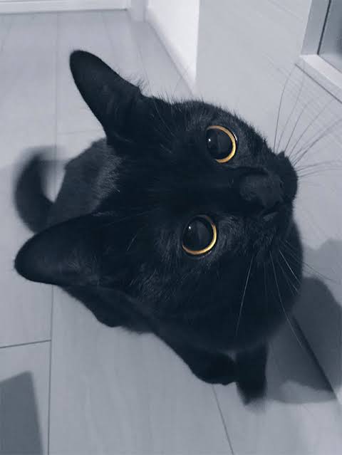 白黒猫の写真(白黒ブチ、白、黒1色)がみたい