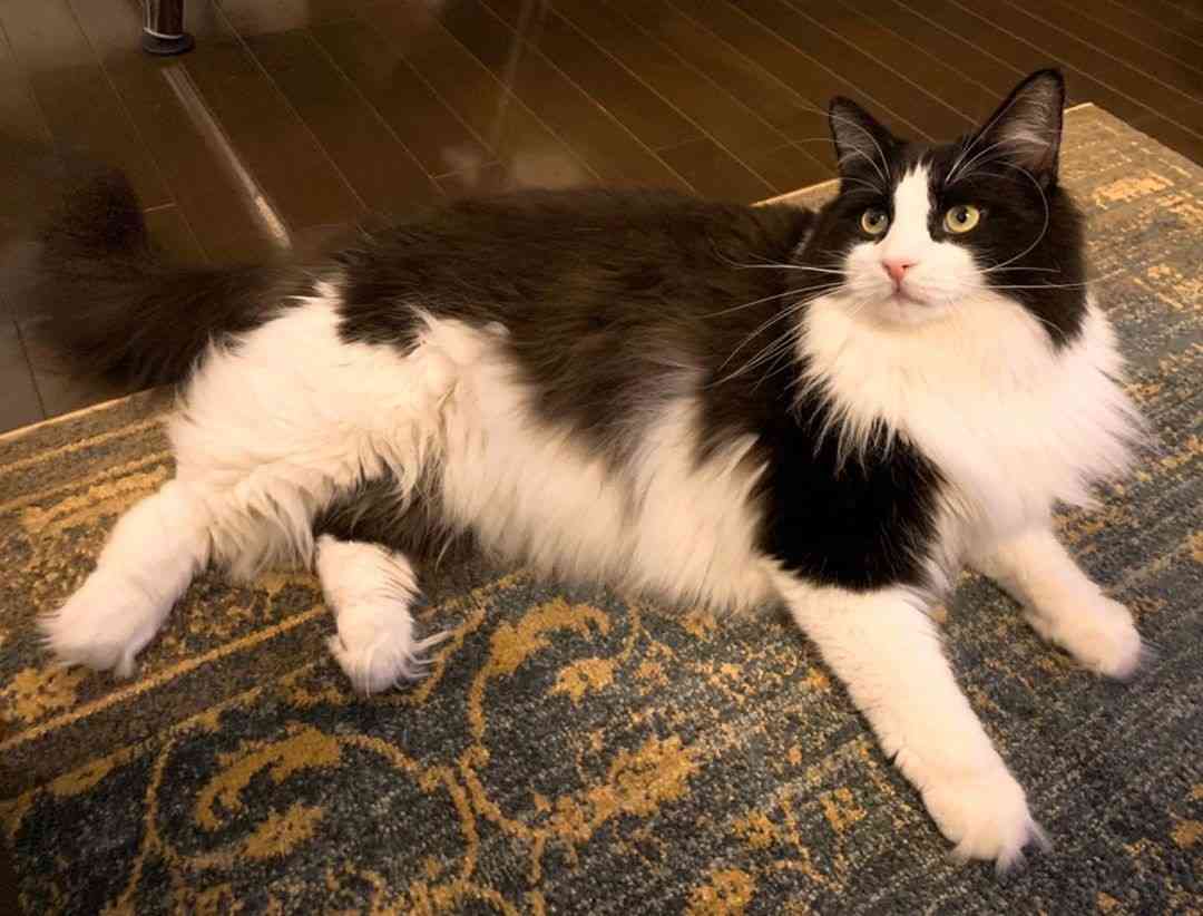 白黒猫の写真(白黒ブチ、白、黒1色)がみたい