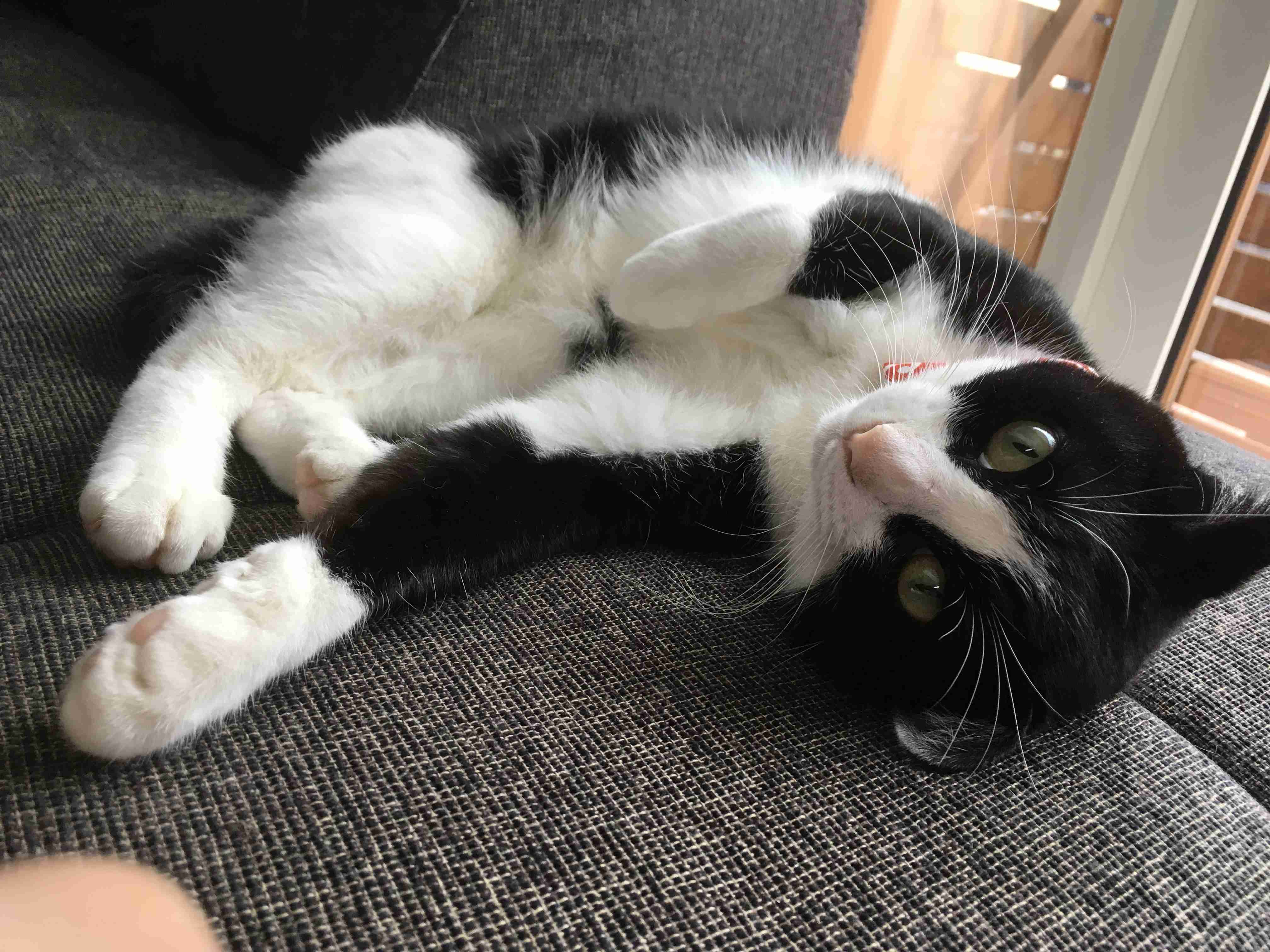白黒猫の写真(白黒ブチ、白、黒1色)がみたい