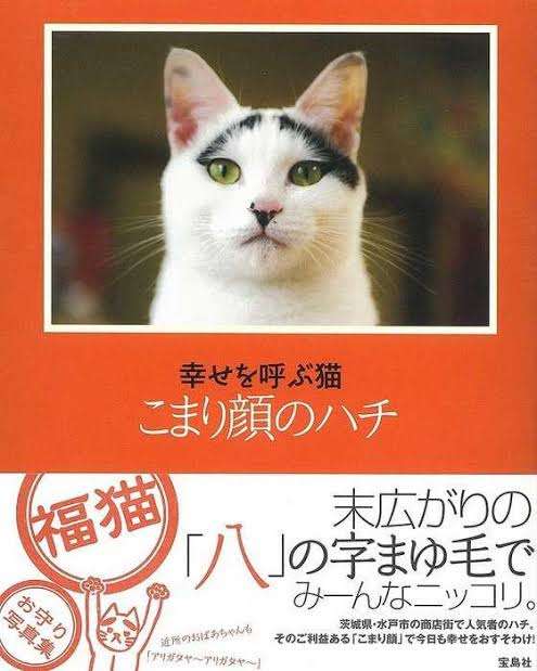 白黒猫の写真(白黒ブチ、白、黒1色)がみたい
