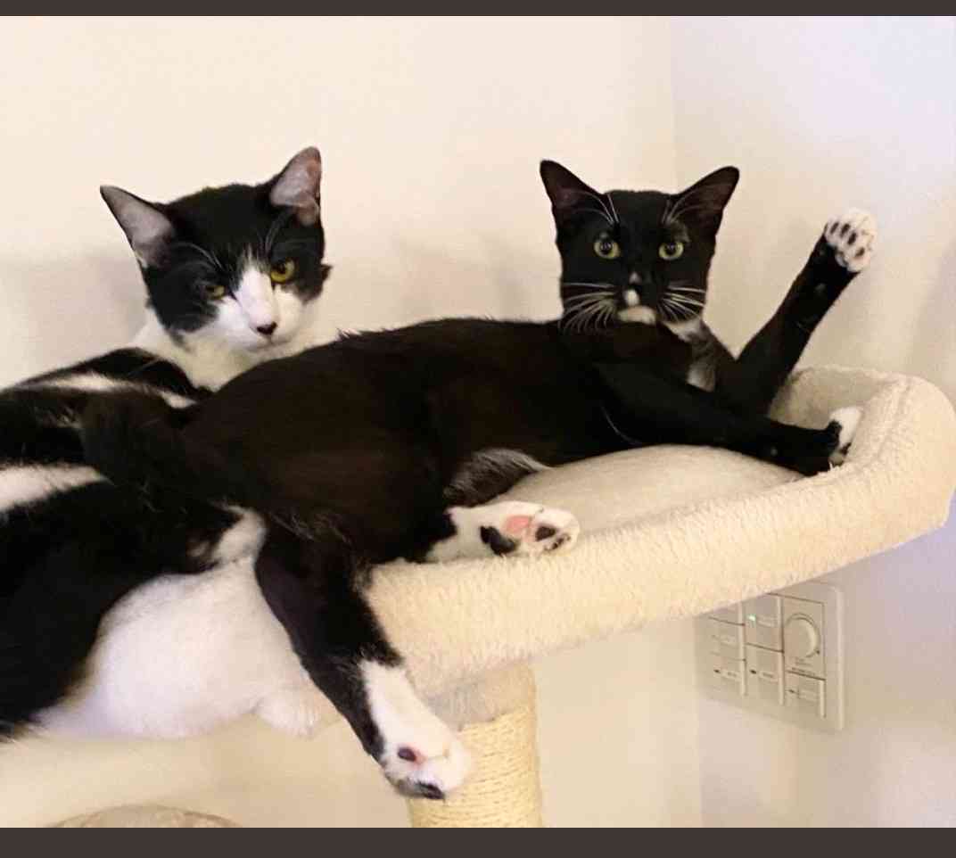 白黒猫の写真(白黒ブチ、白、黒1色)がみたい