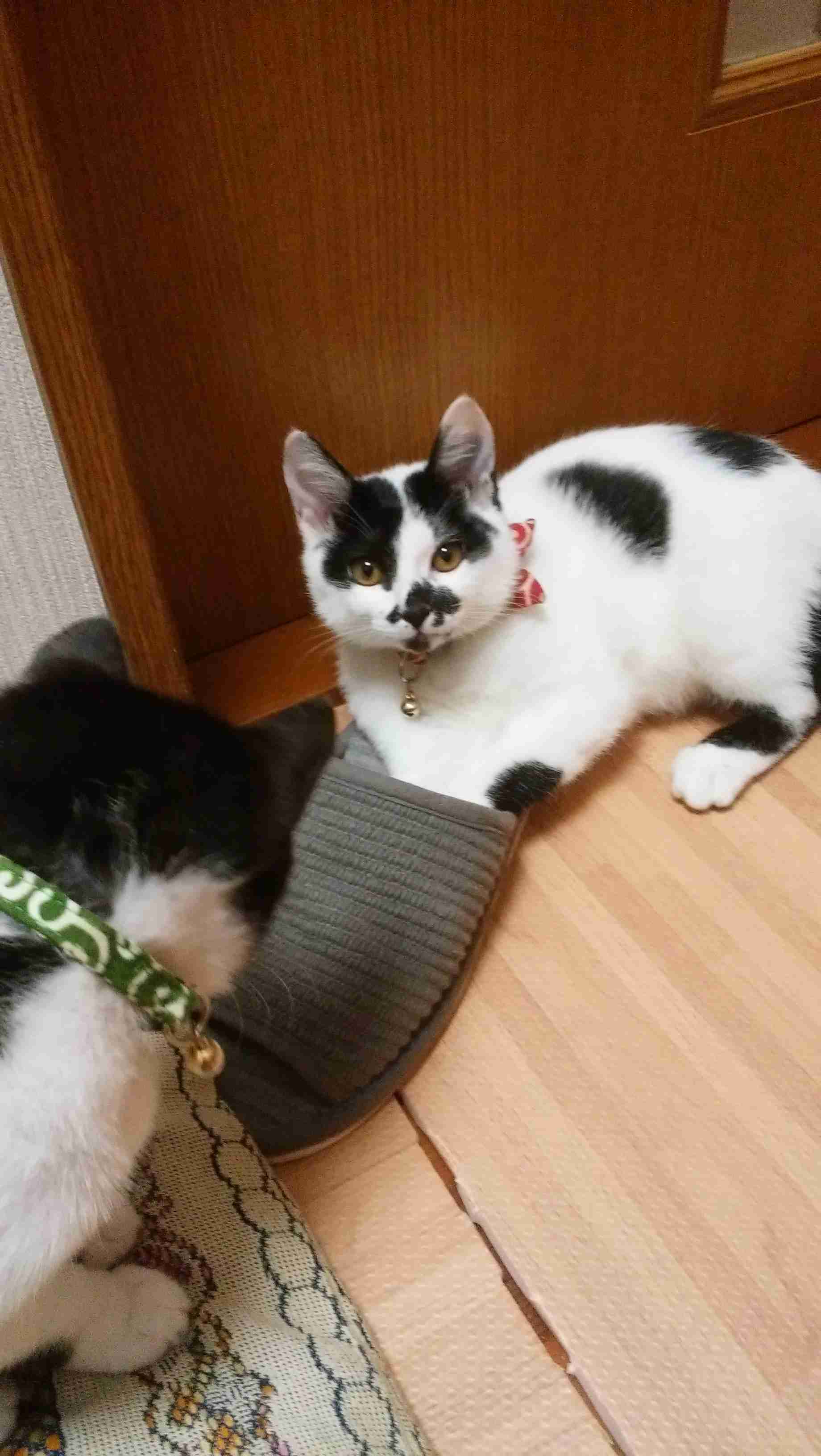 白黒猫の写真(白黒ブチ、白、黒1色)がみたい